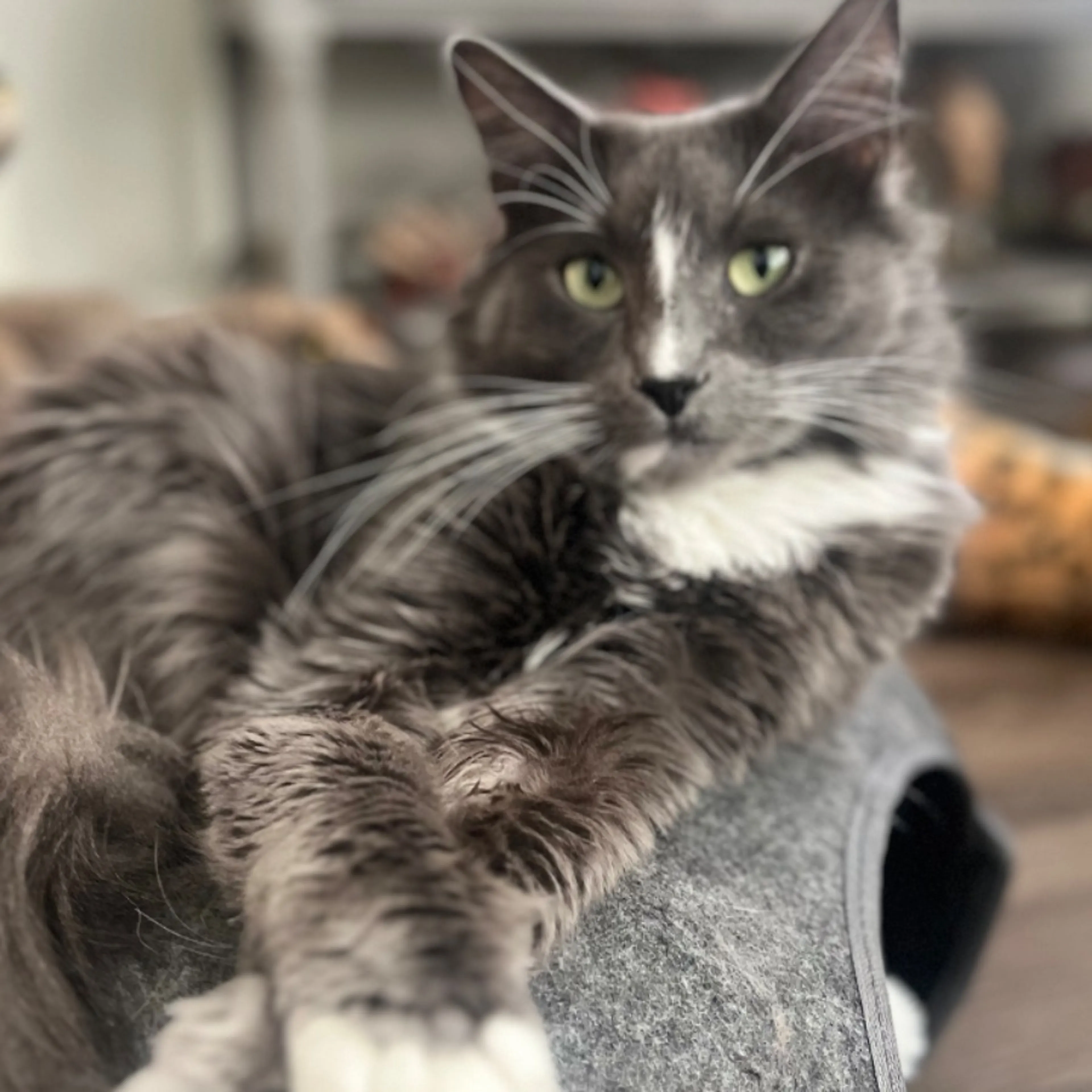 Lost pet