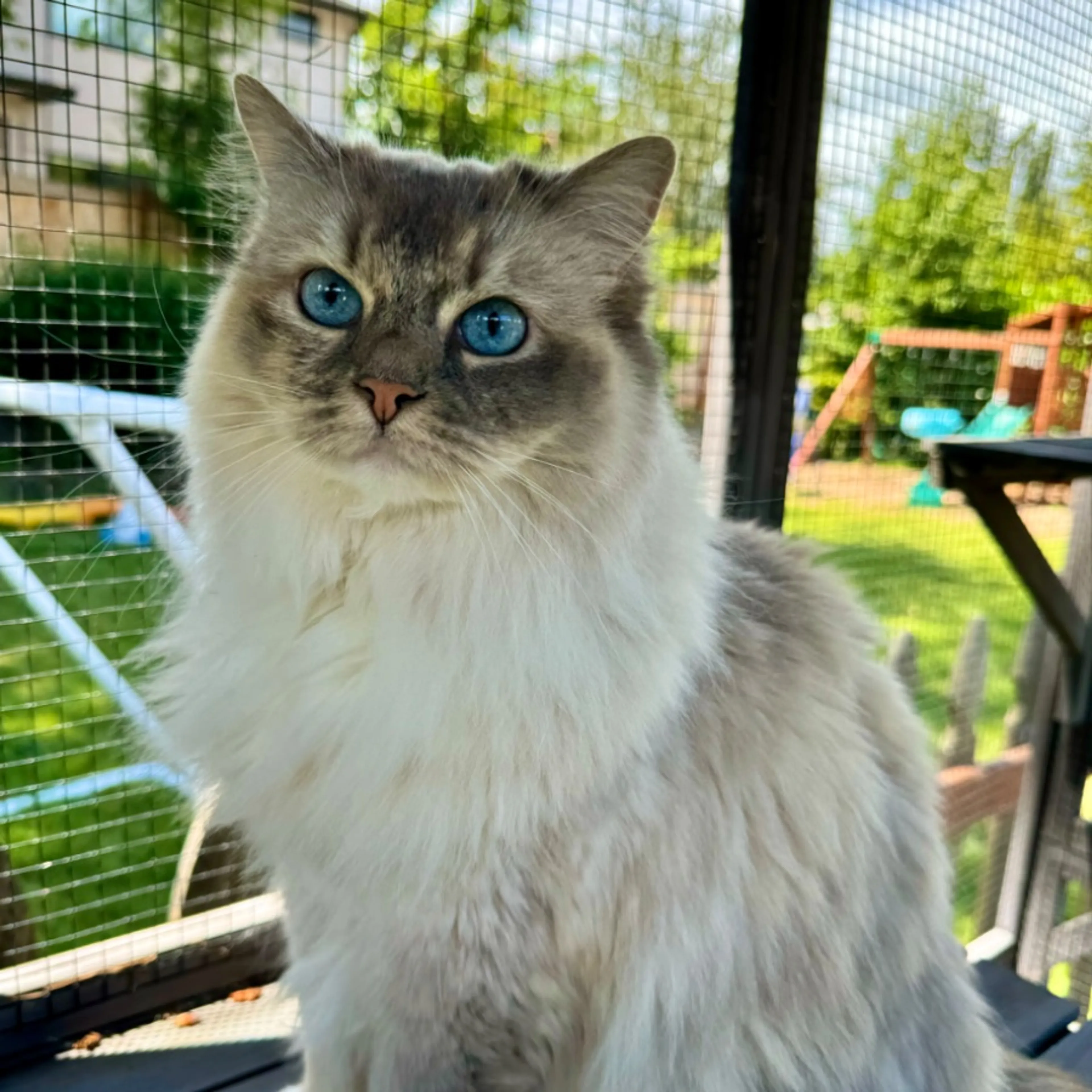 Lost pet