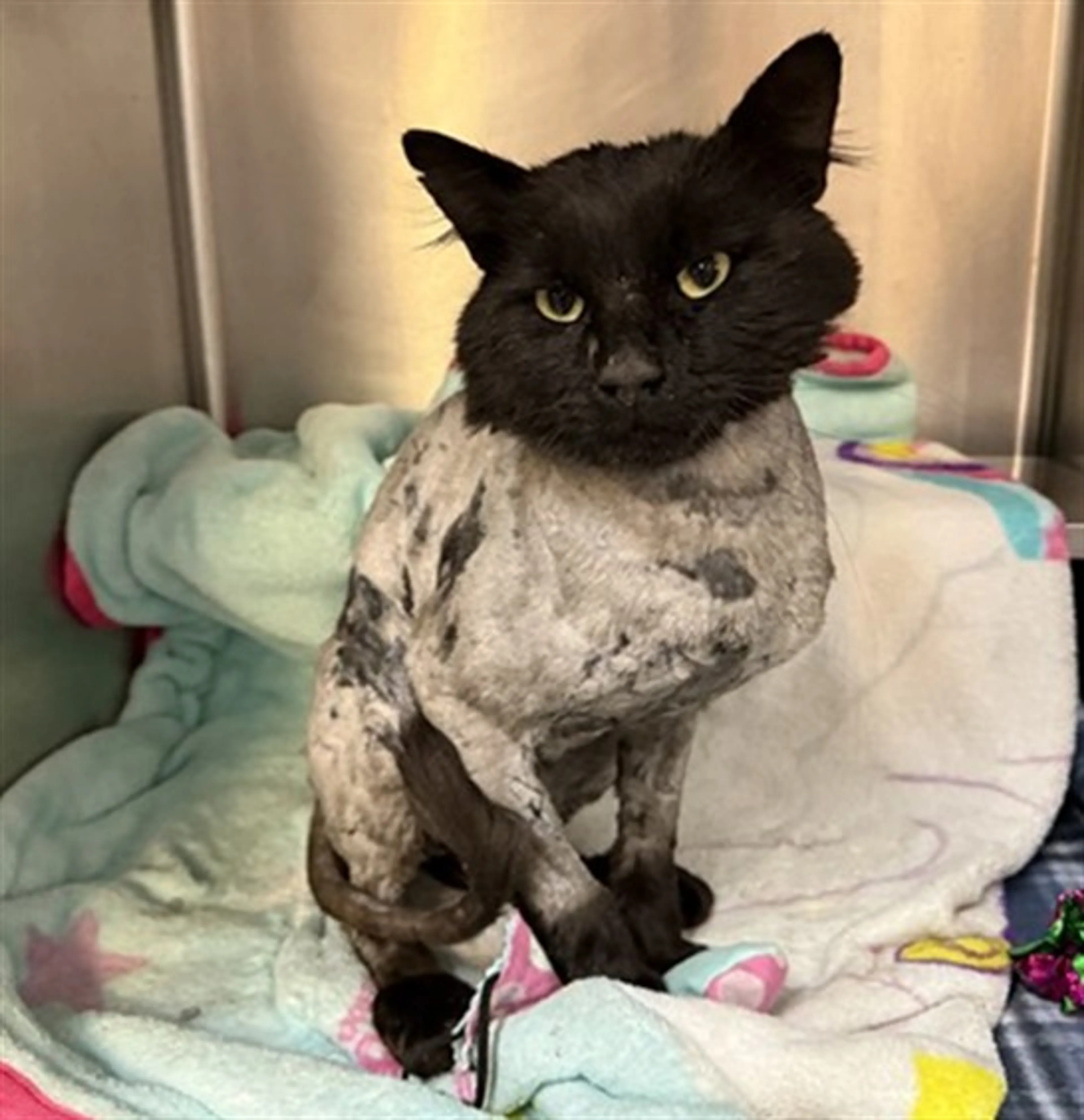 Found pet