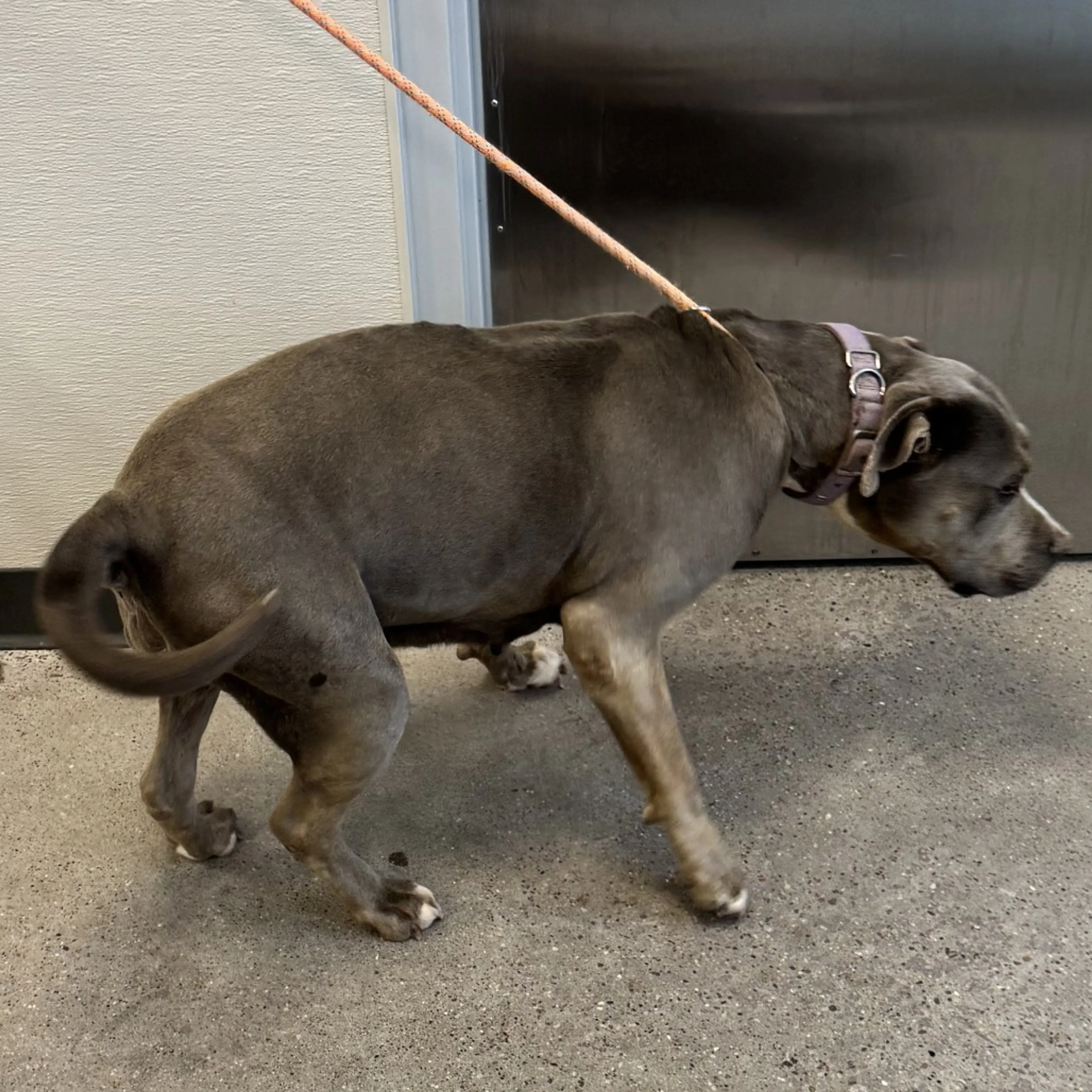 Found pet-2