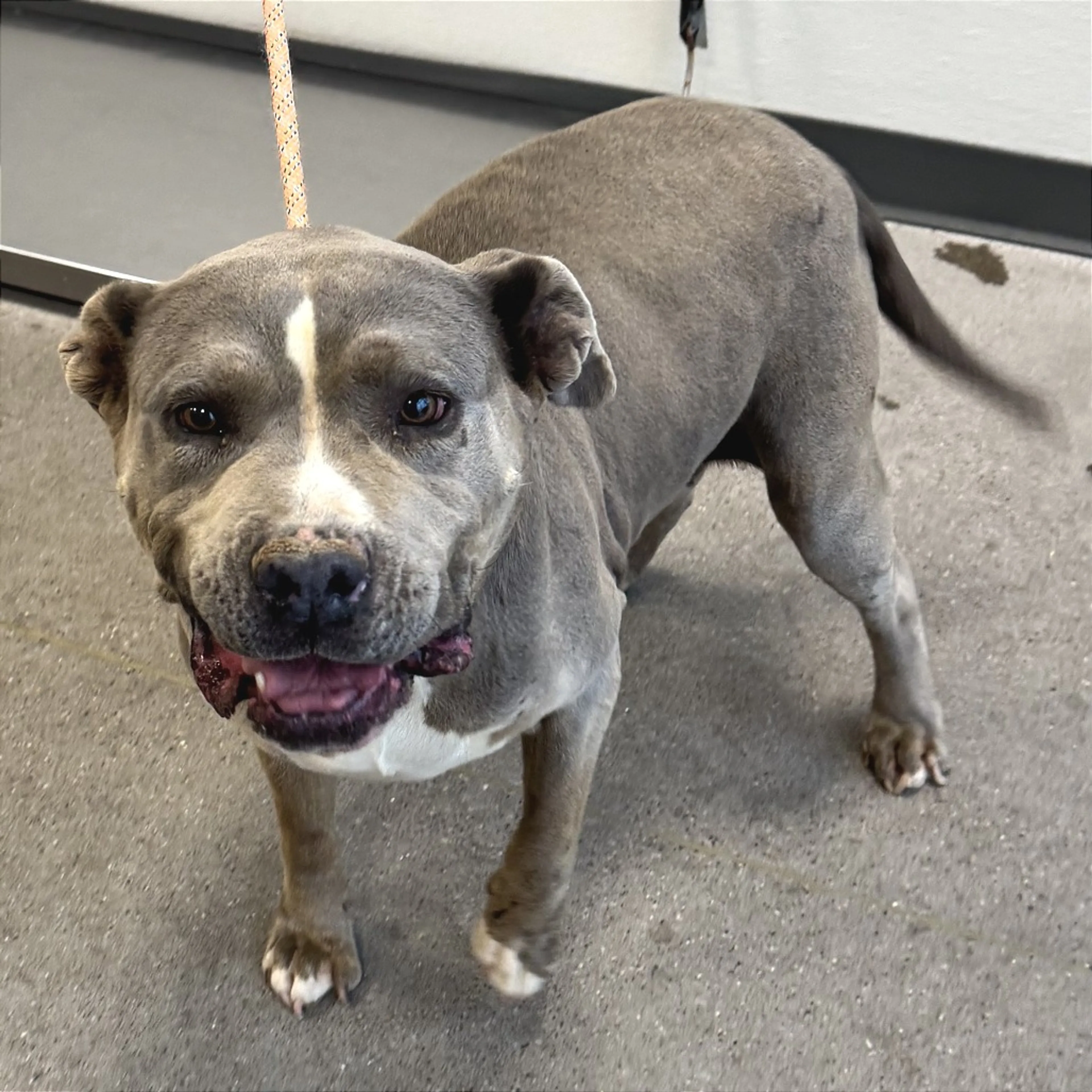 Found pet-1