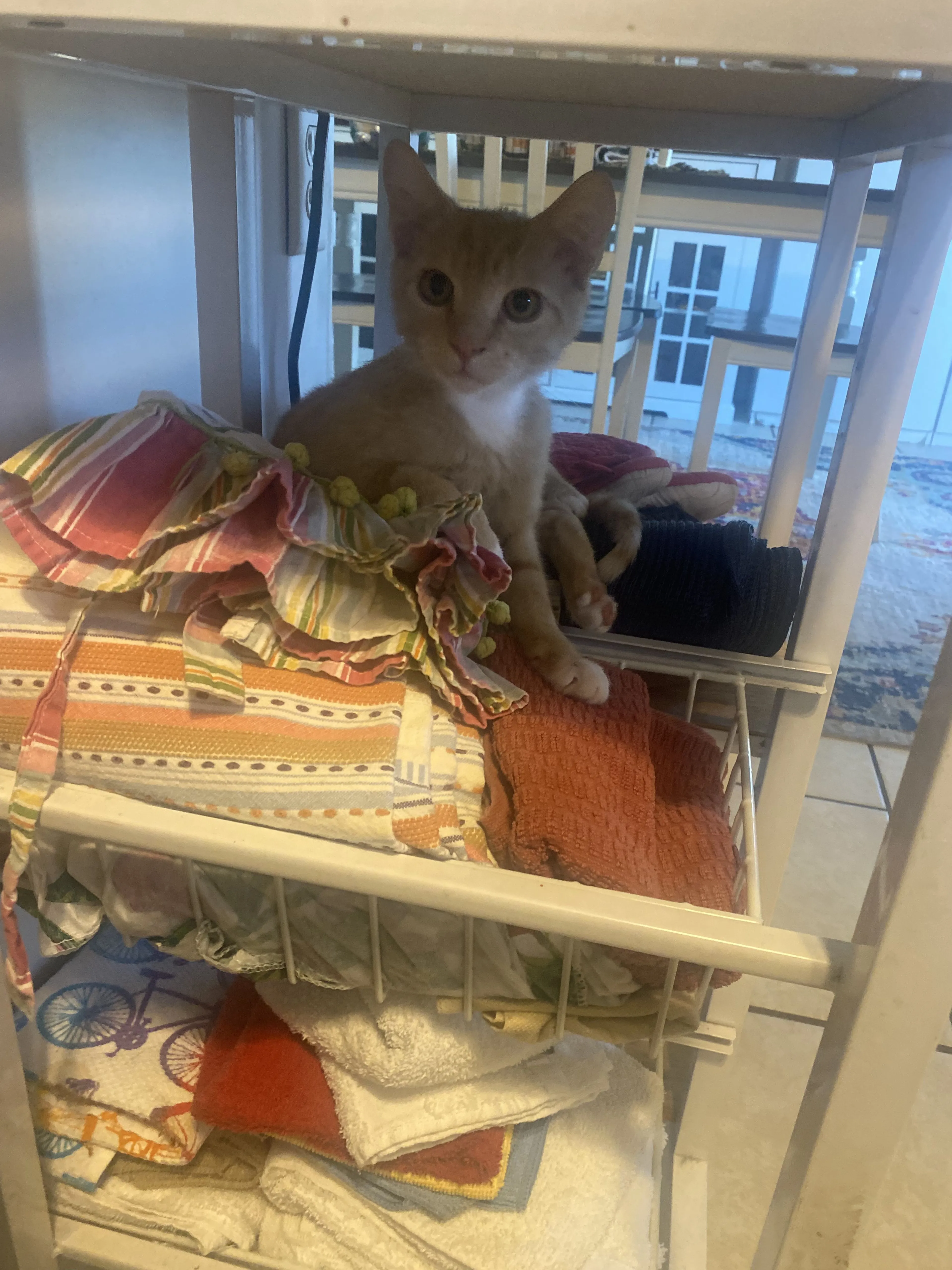 Lost pet