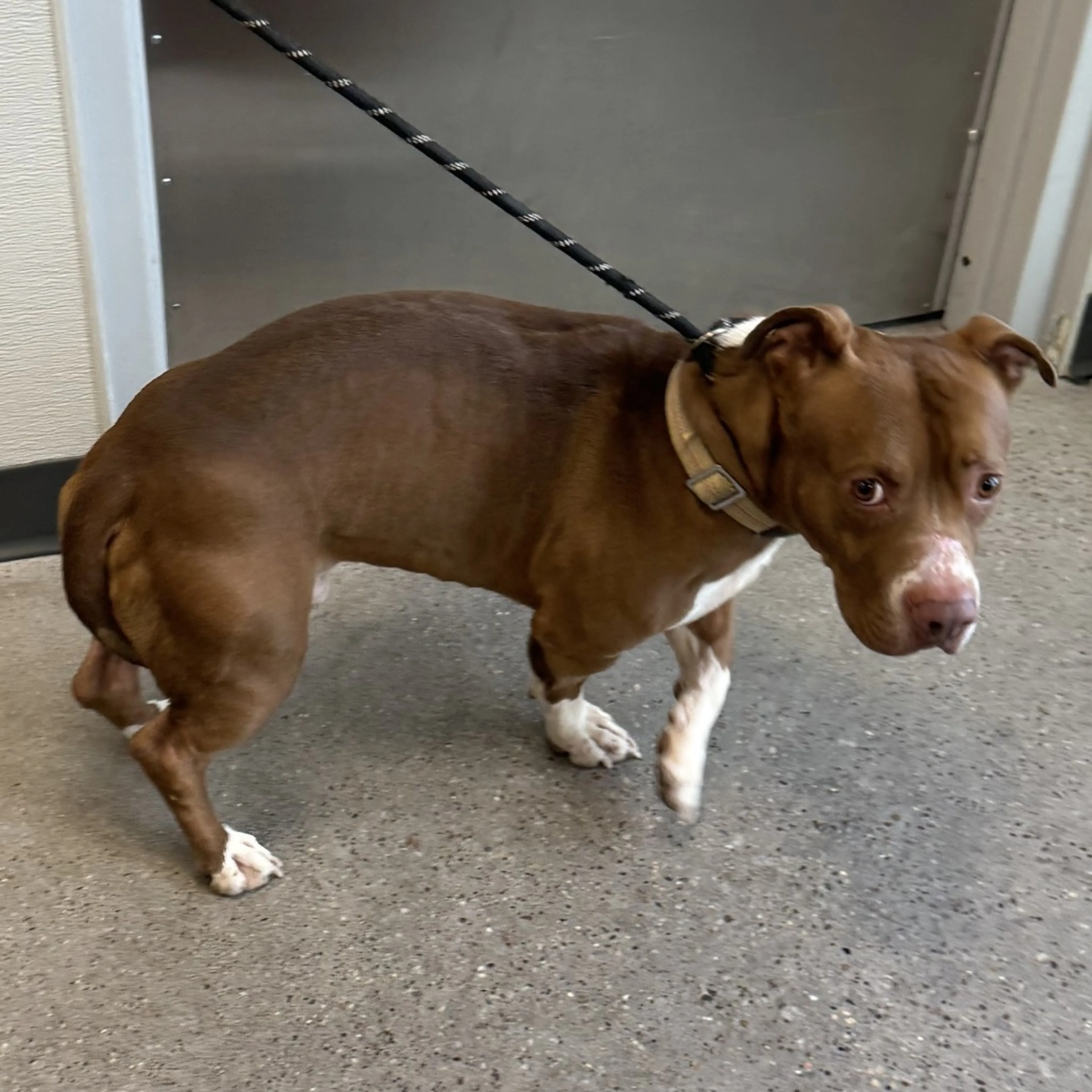 Found pet-1