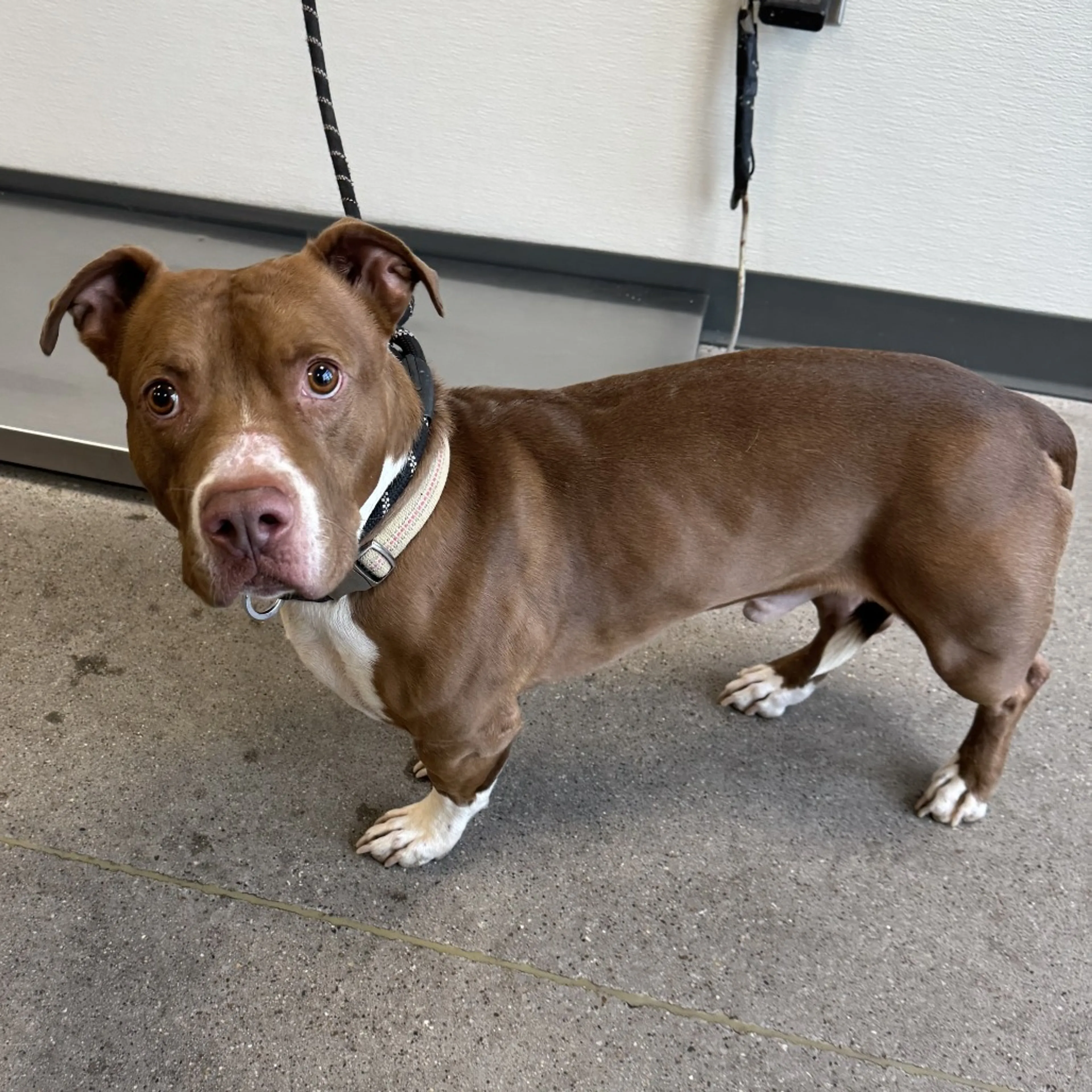Found pet-2