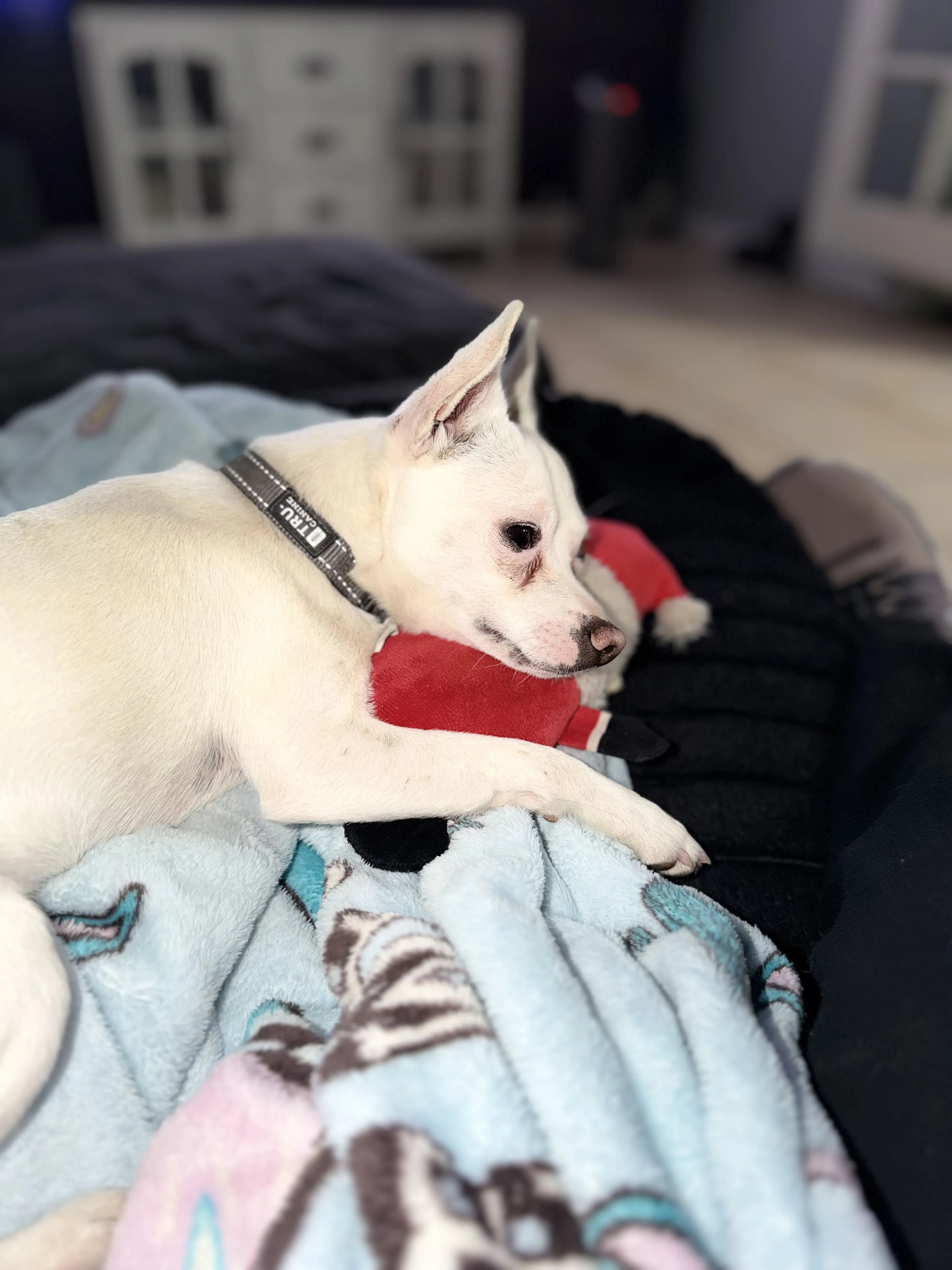 Lost pet