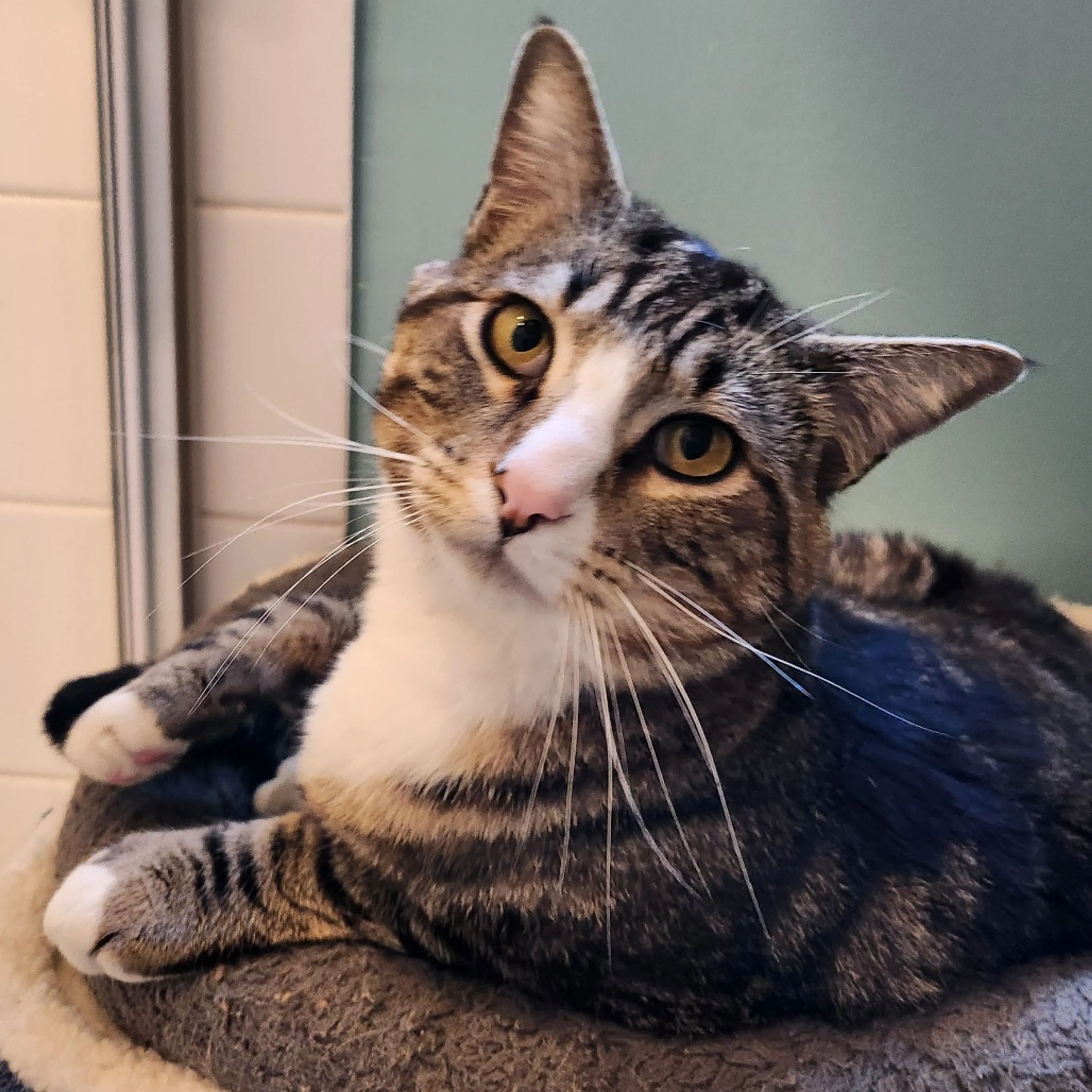 Found pet-2
