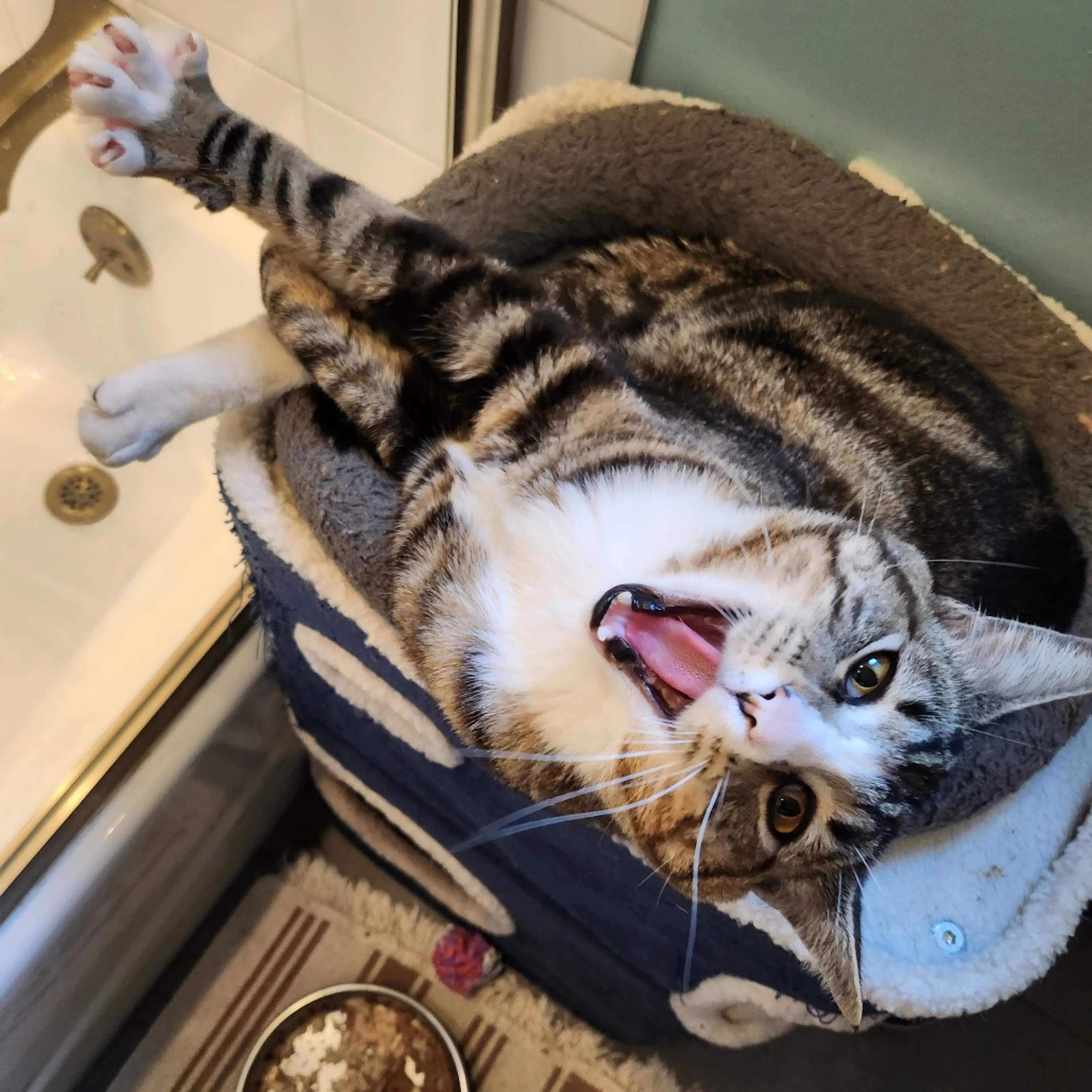 Found pet-1