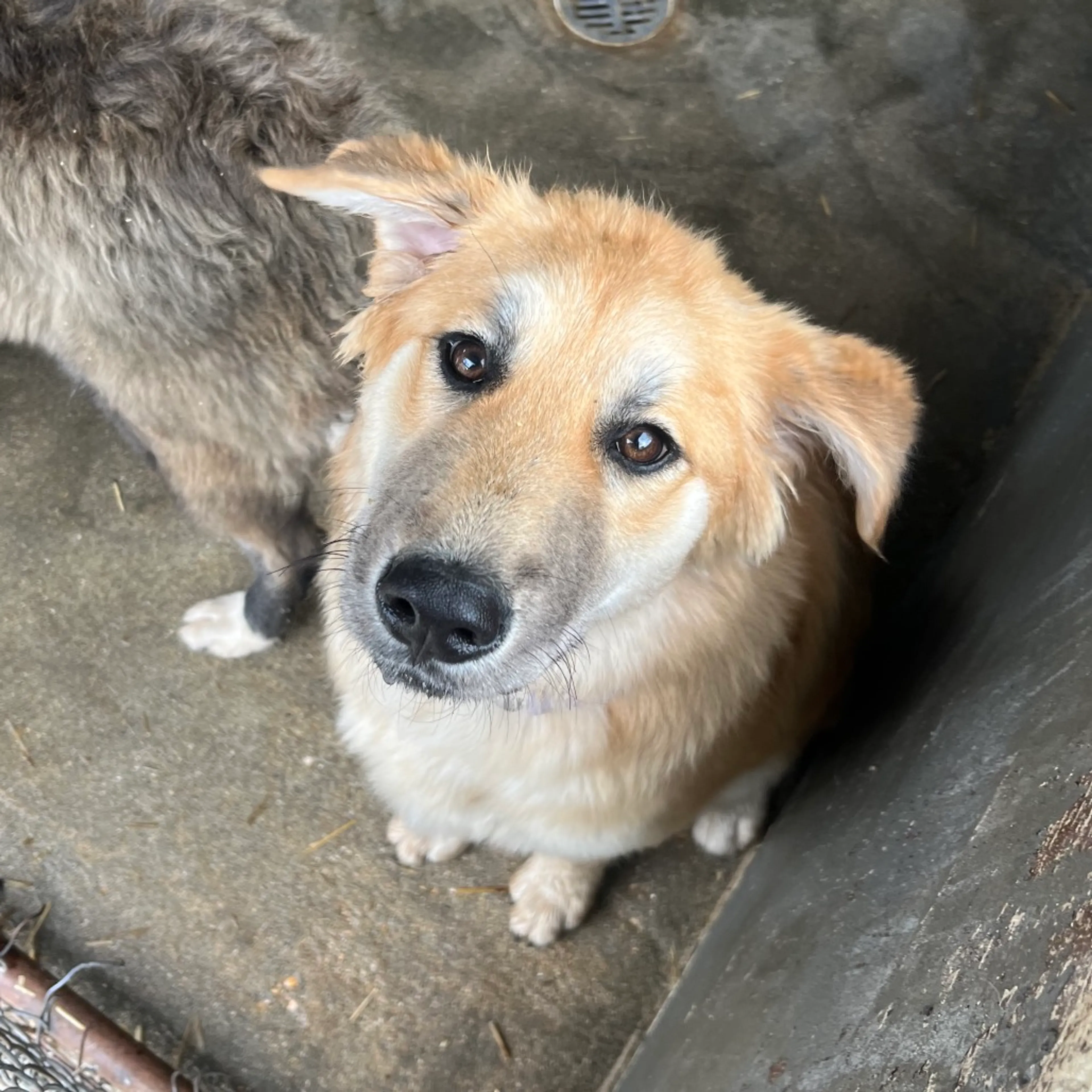 Found pet-1