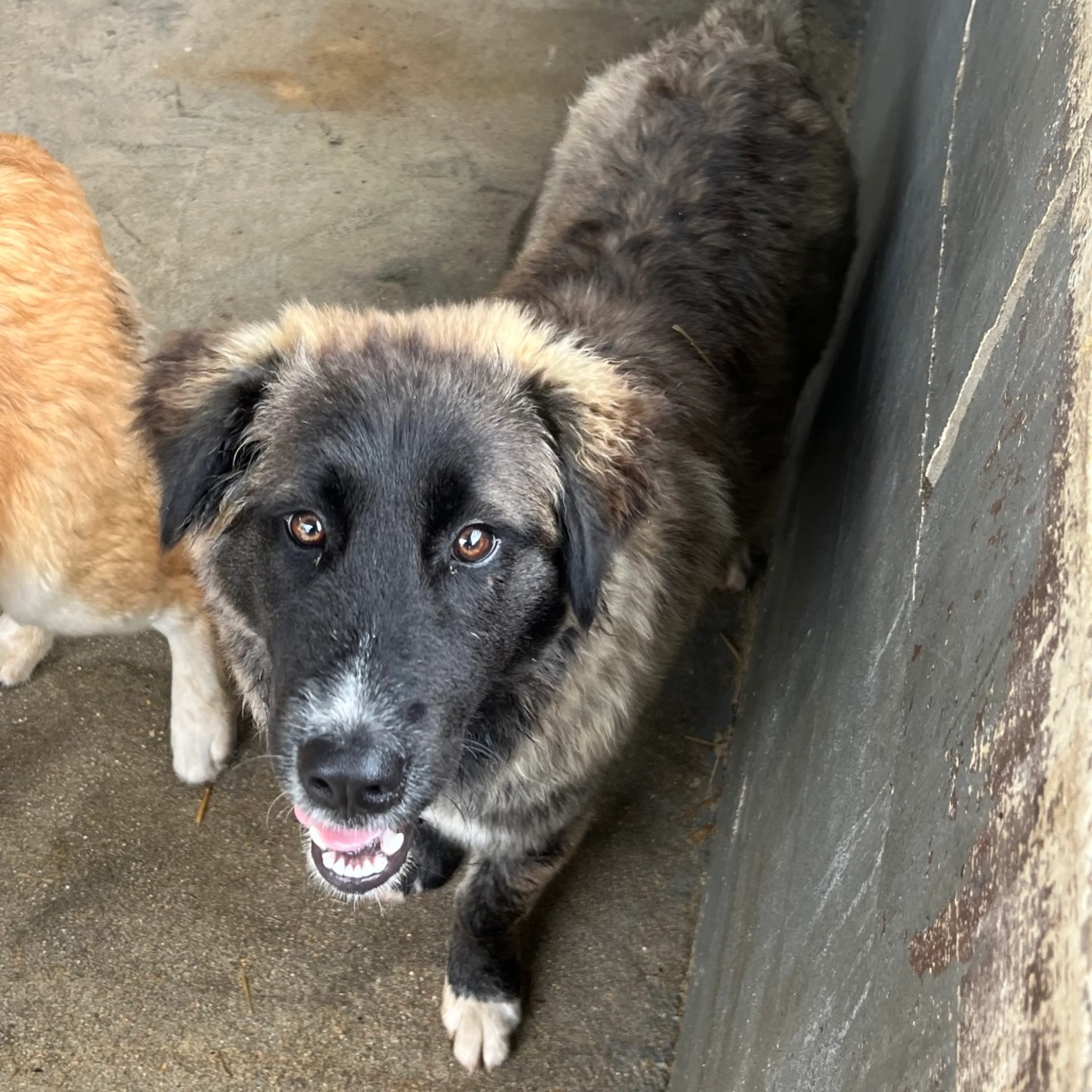 Found pet-1