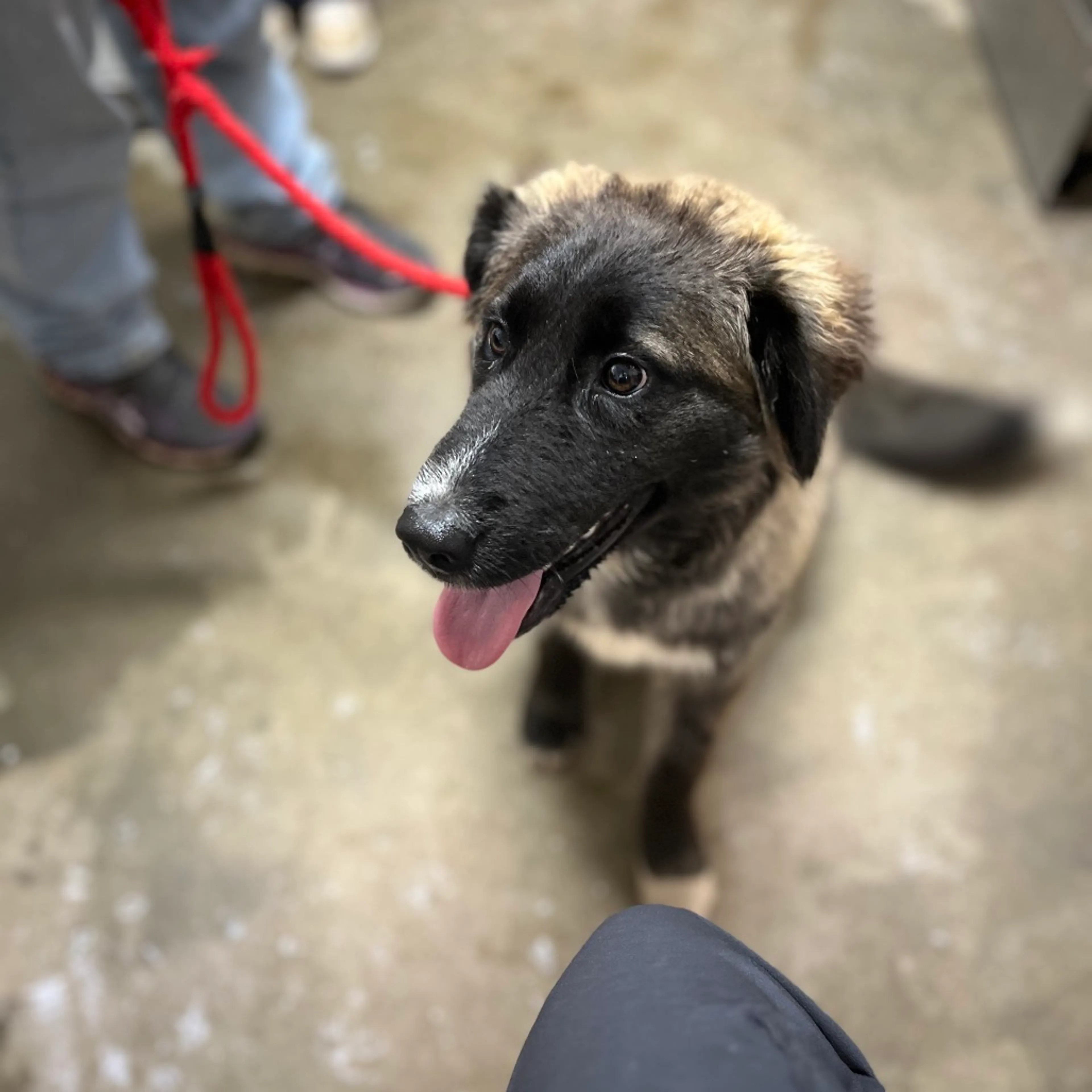 Found pet-0