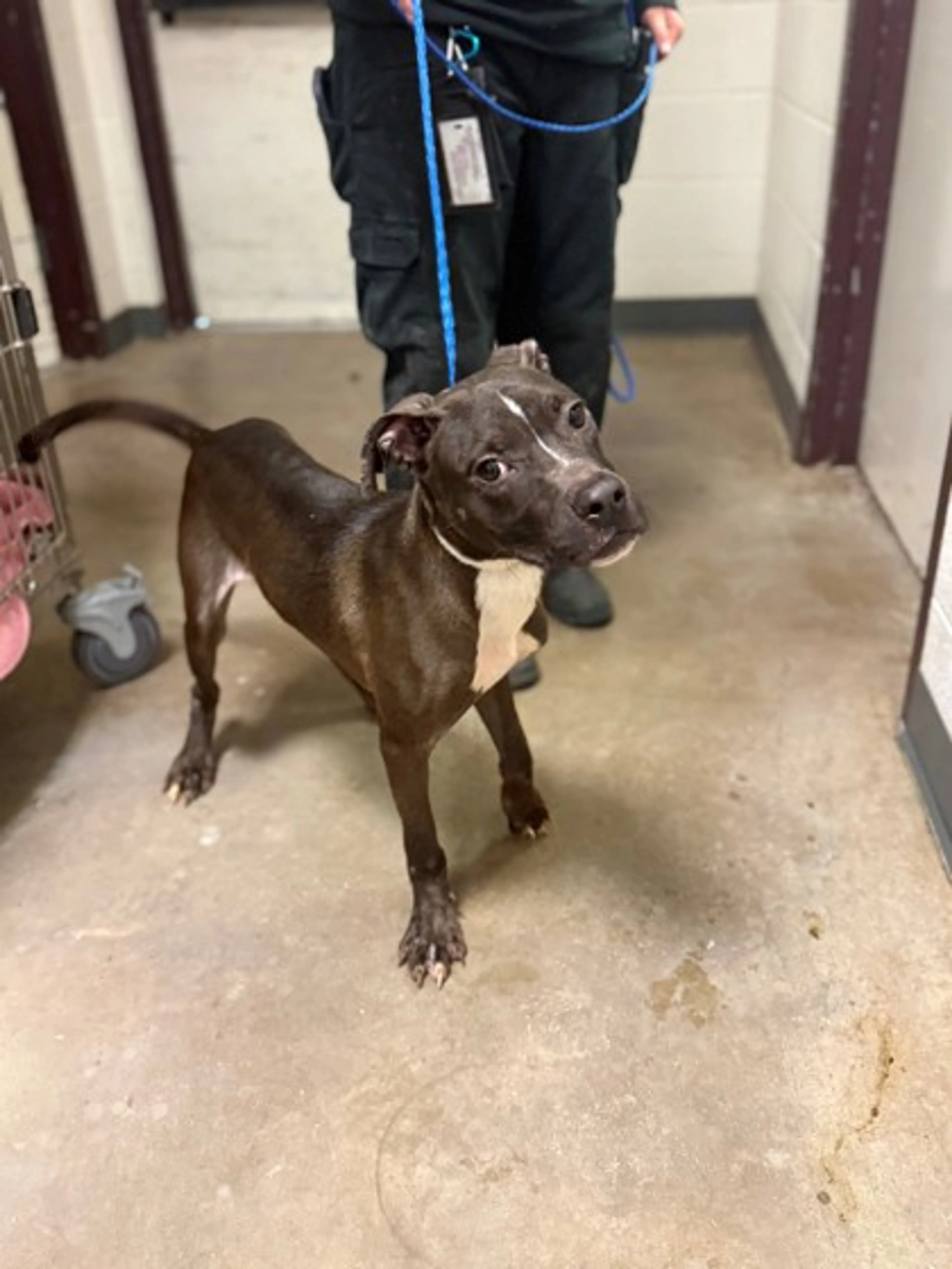 Found pet