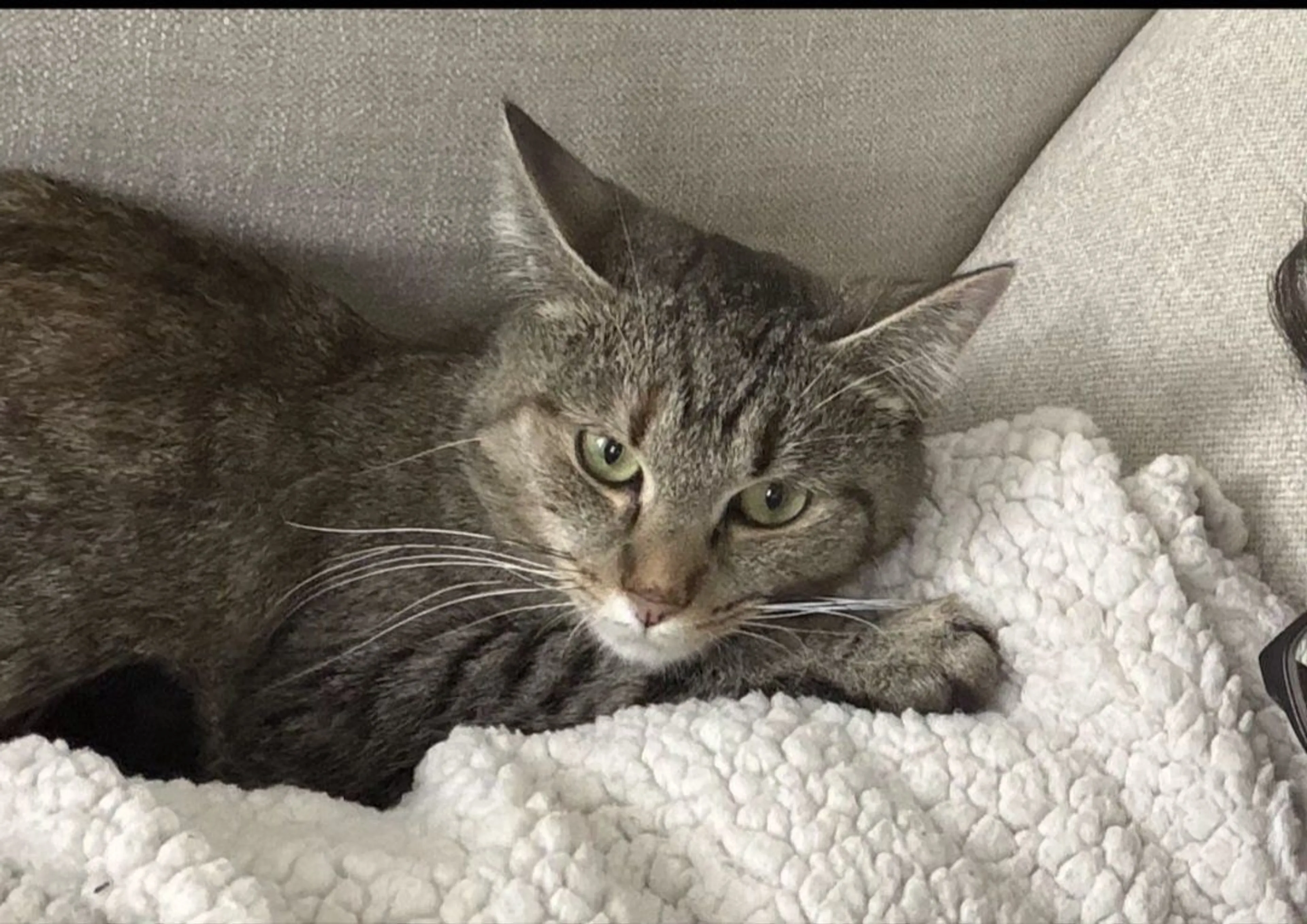 Lost pet