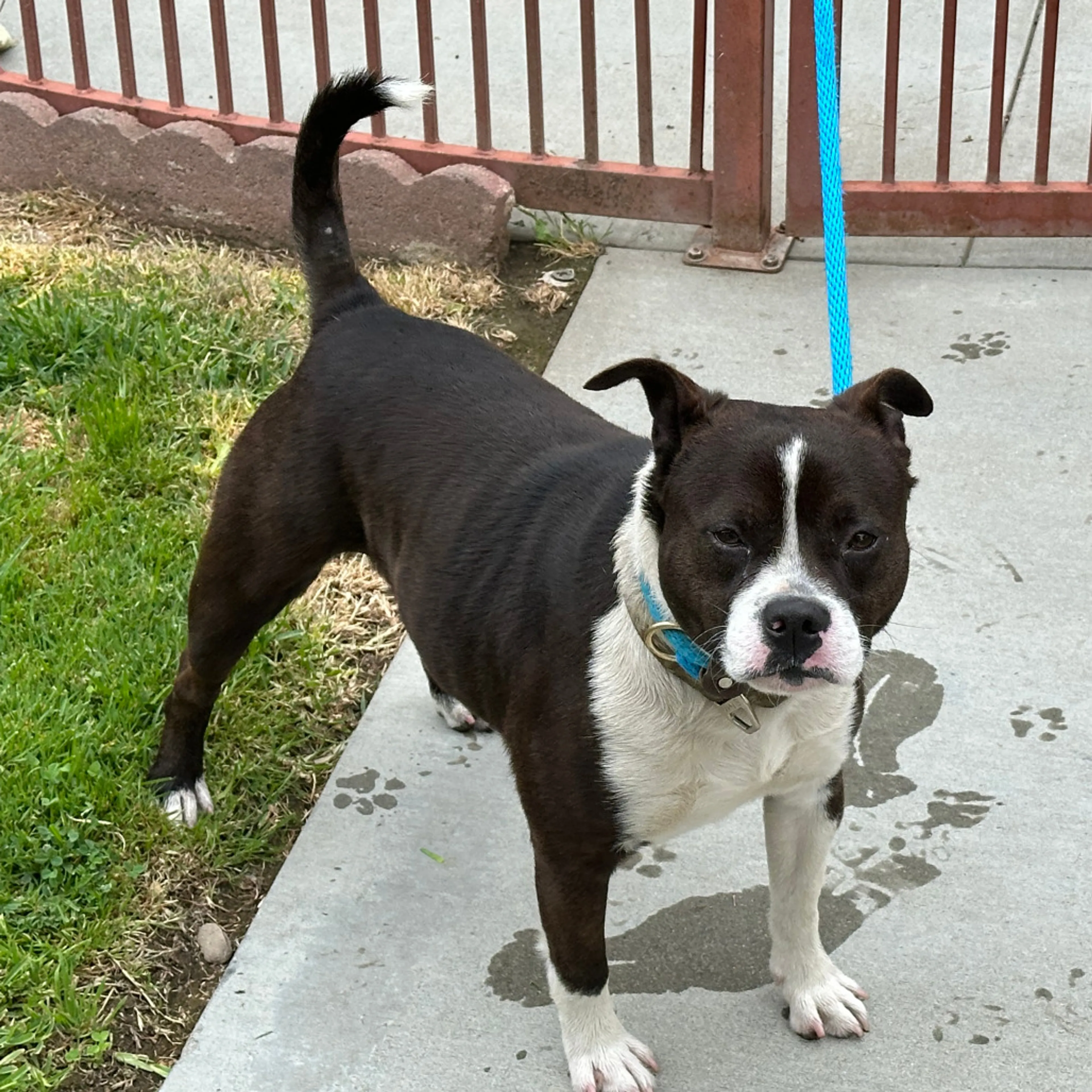 Found pet-2