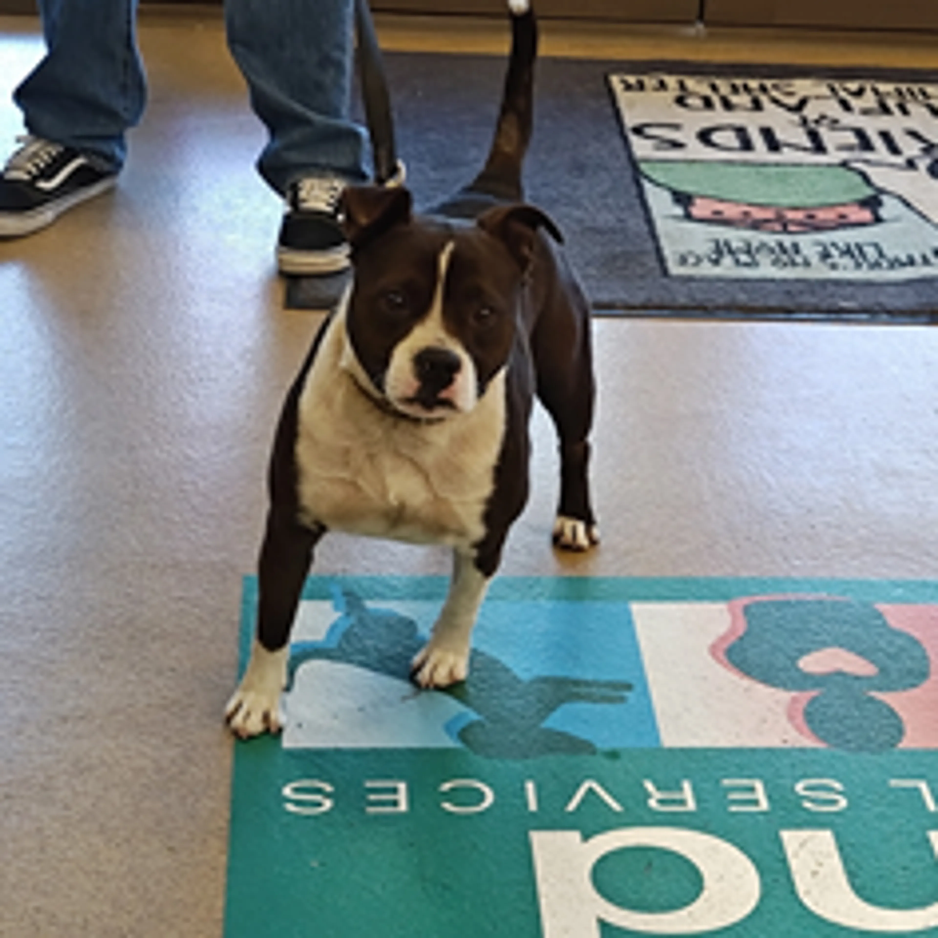 Found pet-1