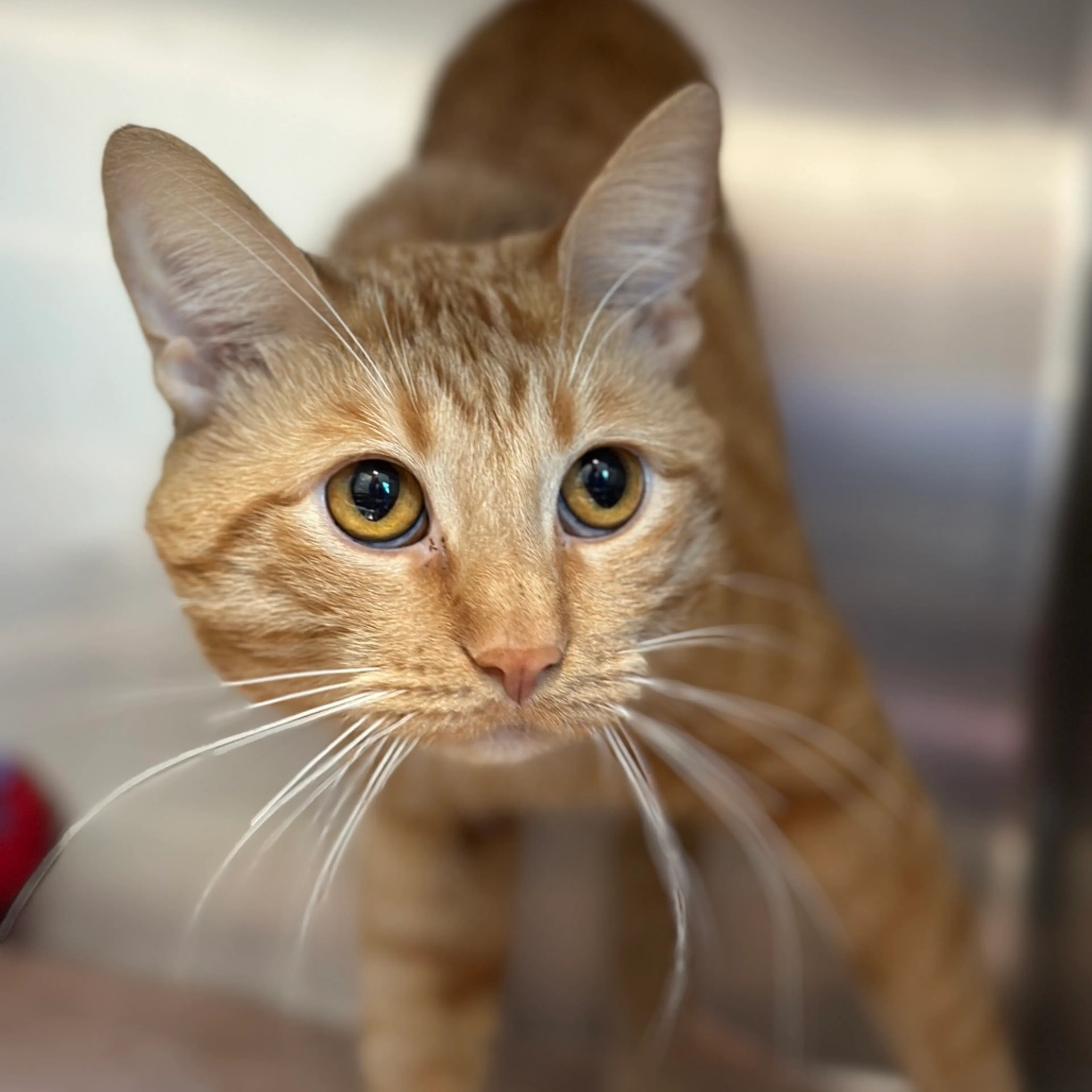 Found pet-1