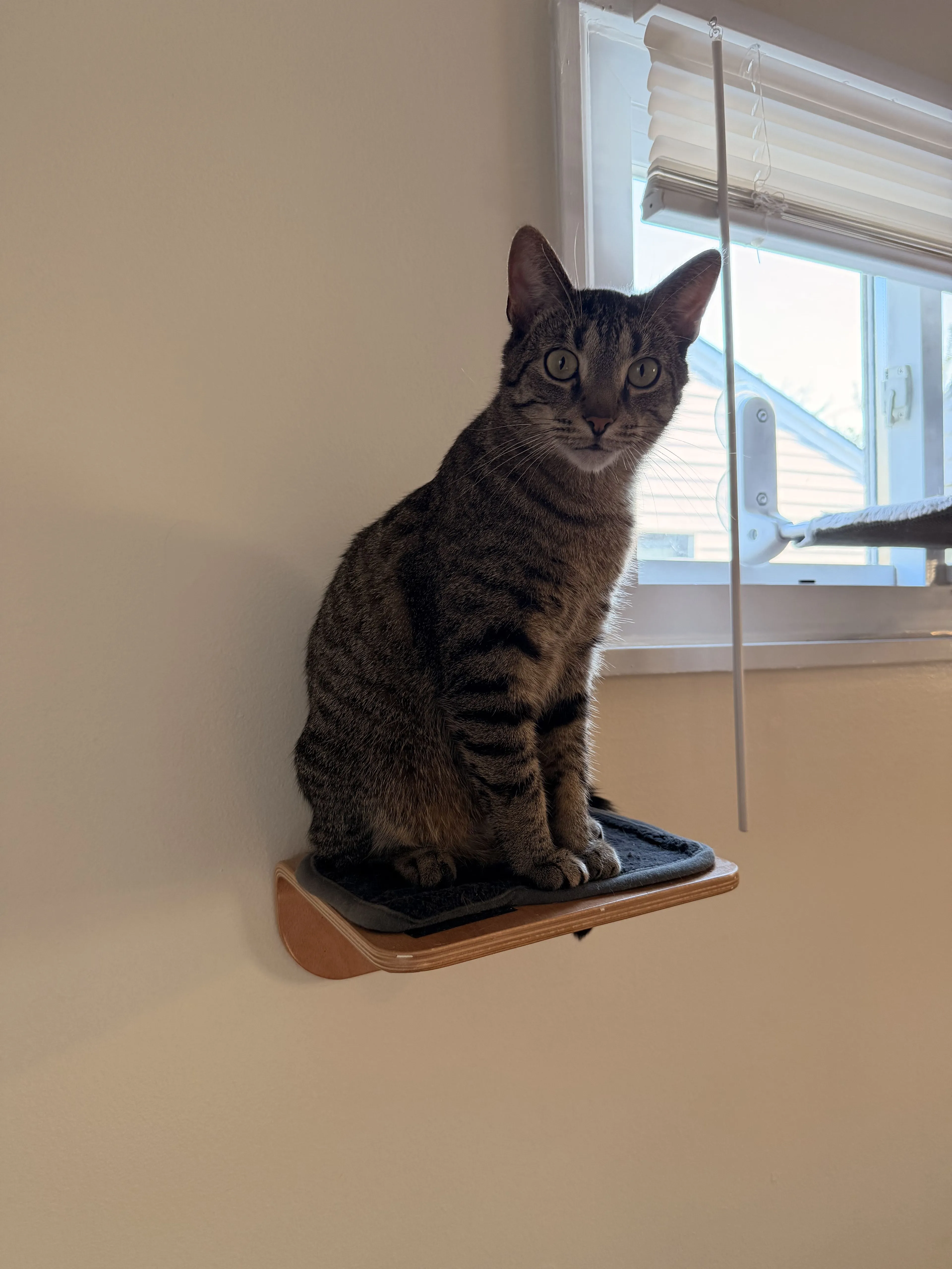 Lost pet