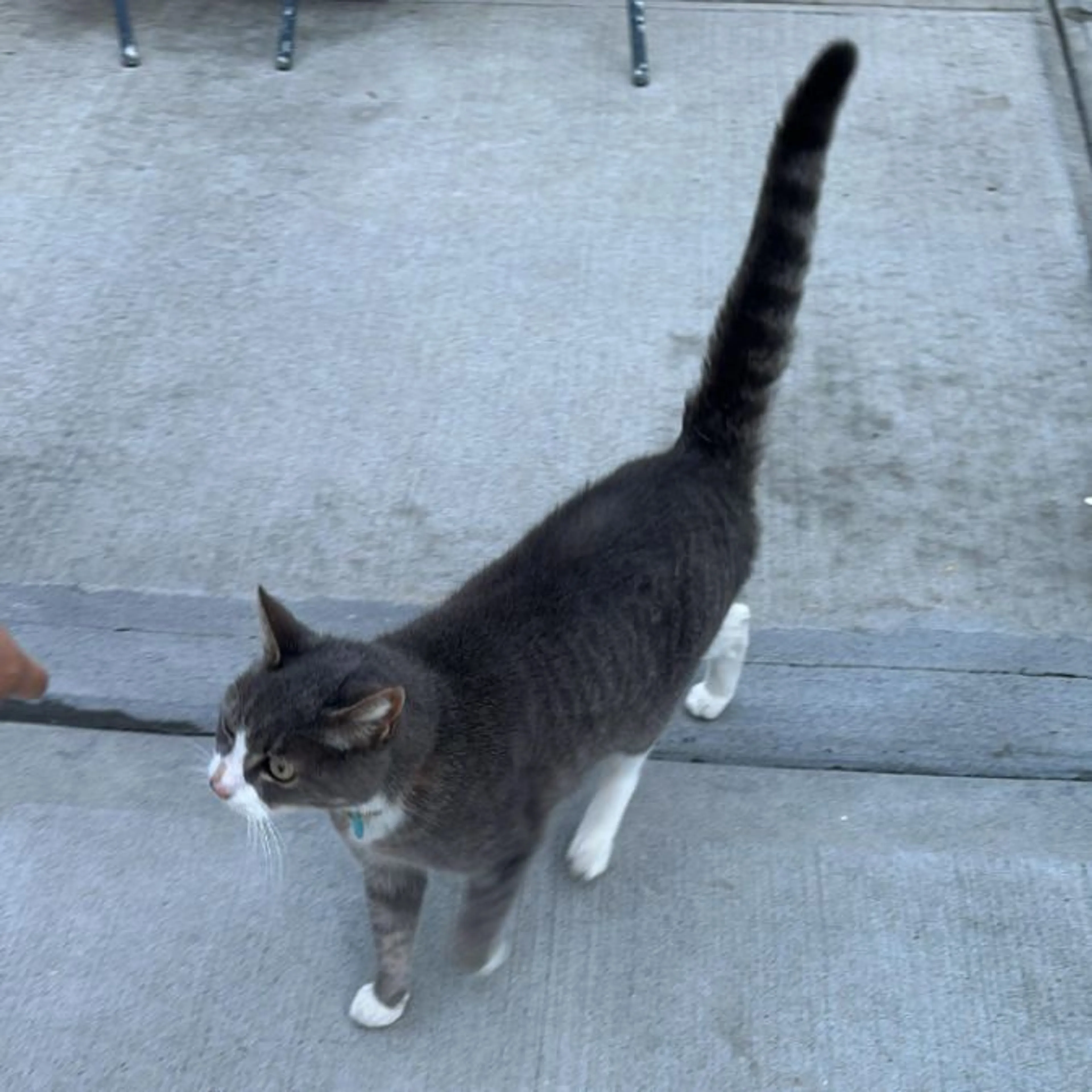 Found pet-0