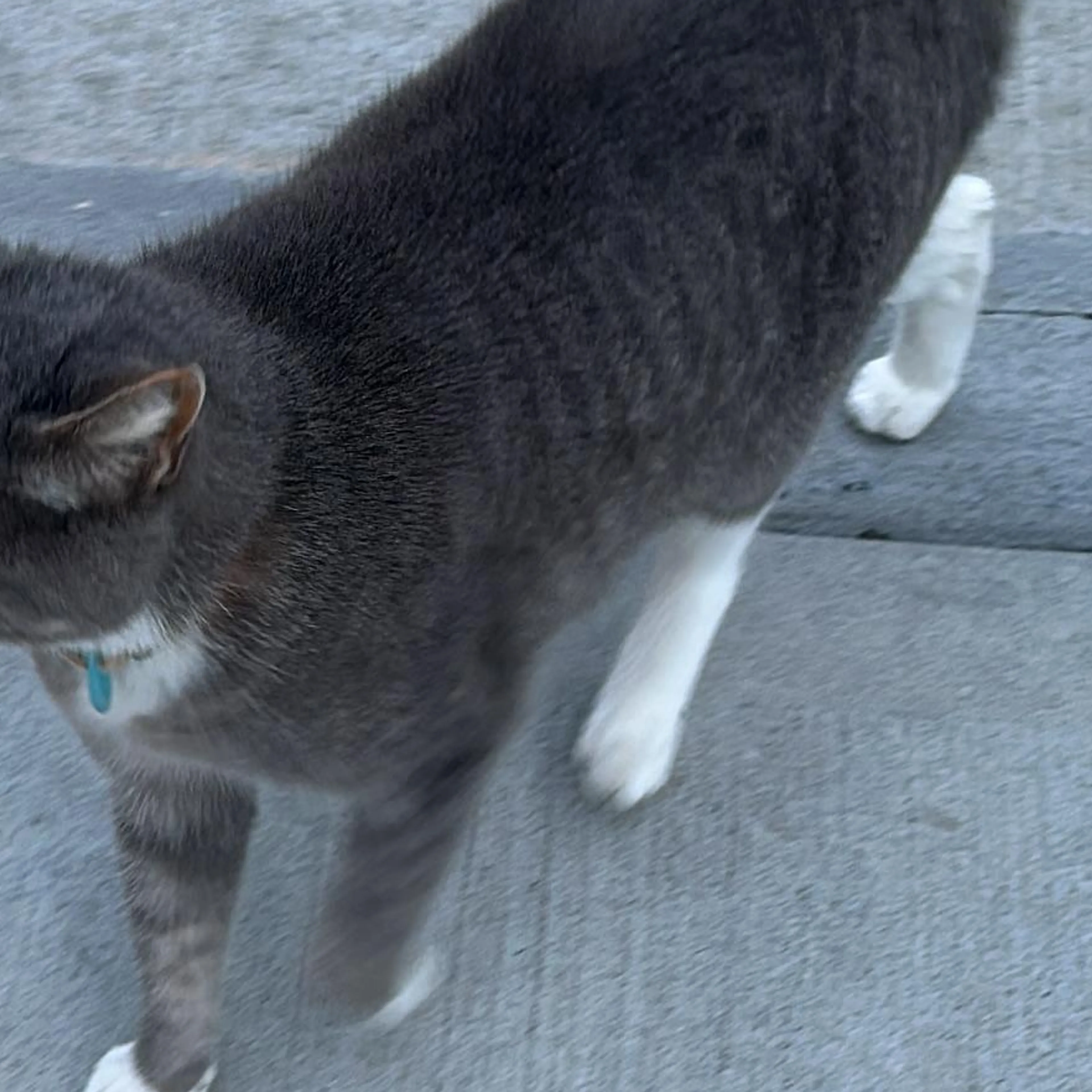 Found pet-1