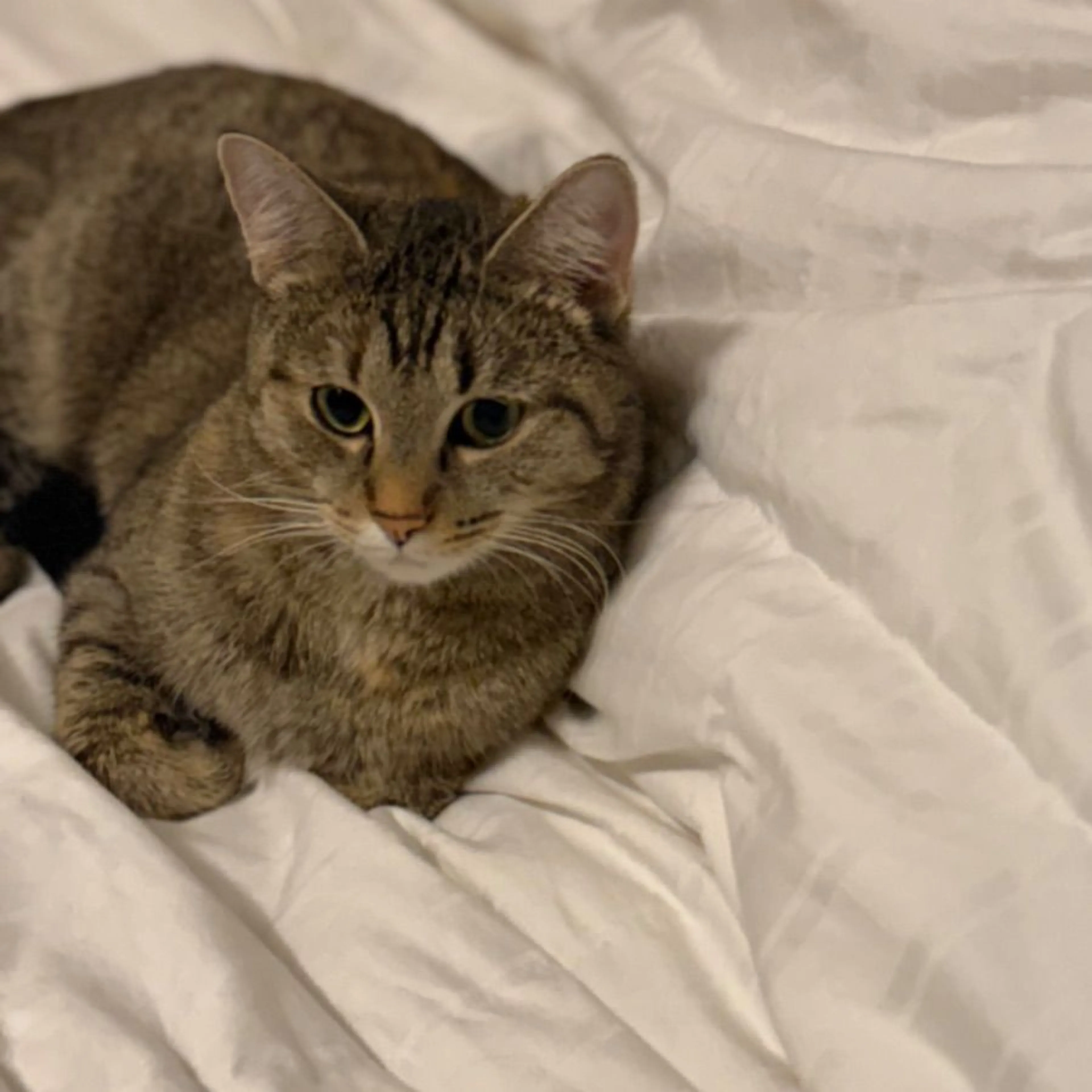 Lost pet-0
