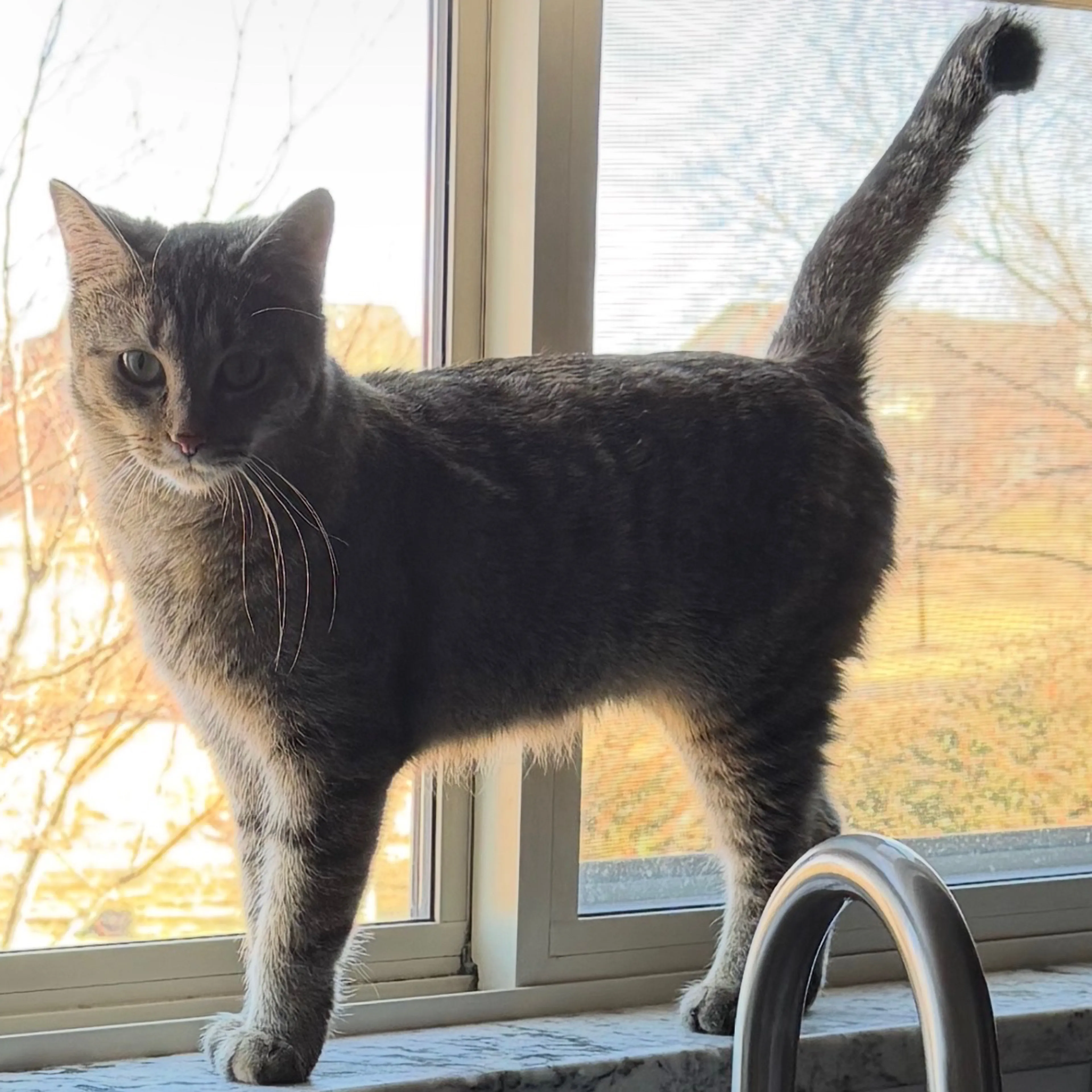Lost pet-1