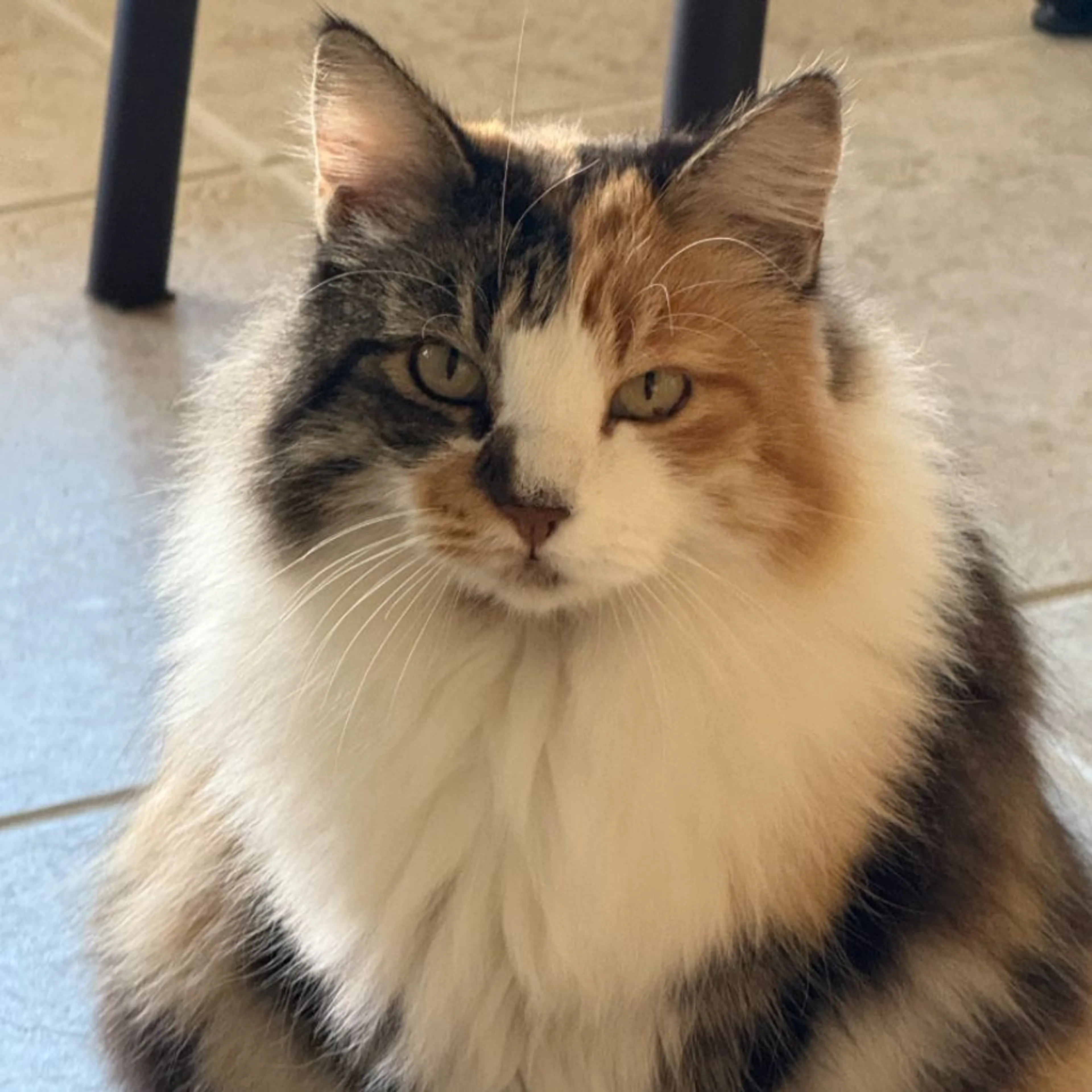 Lost pet