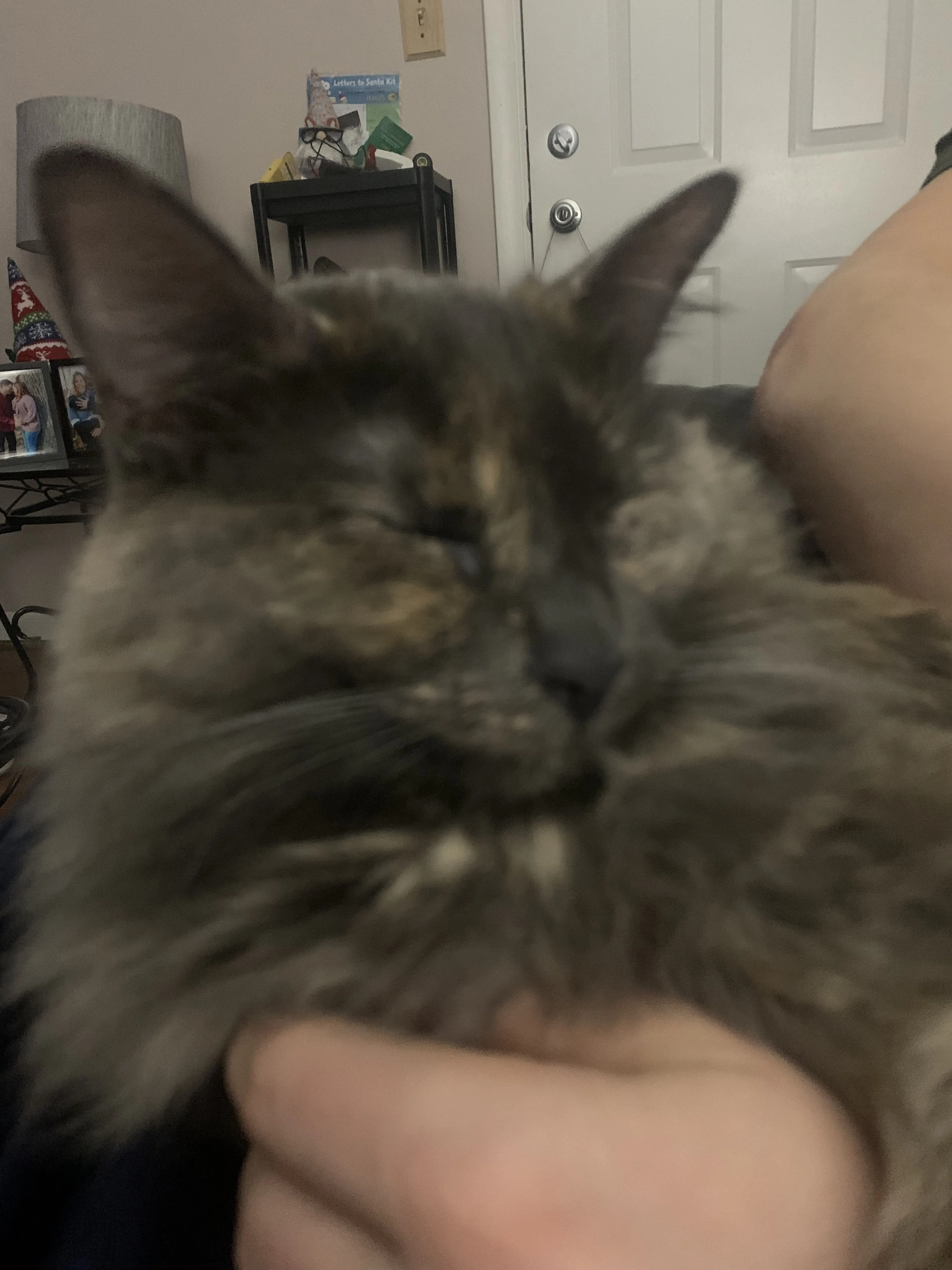 Lost pet-2