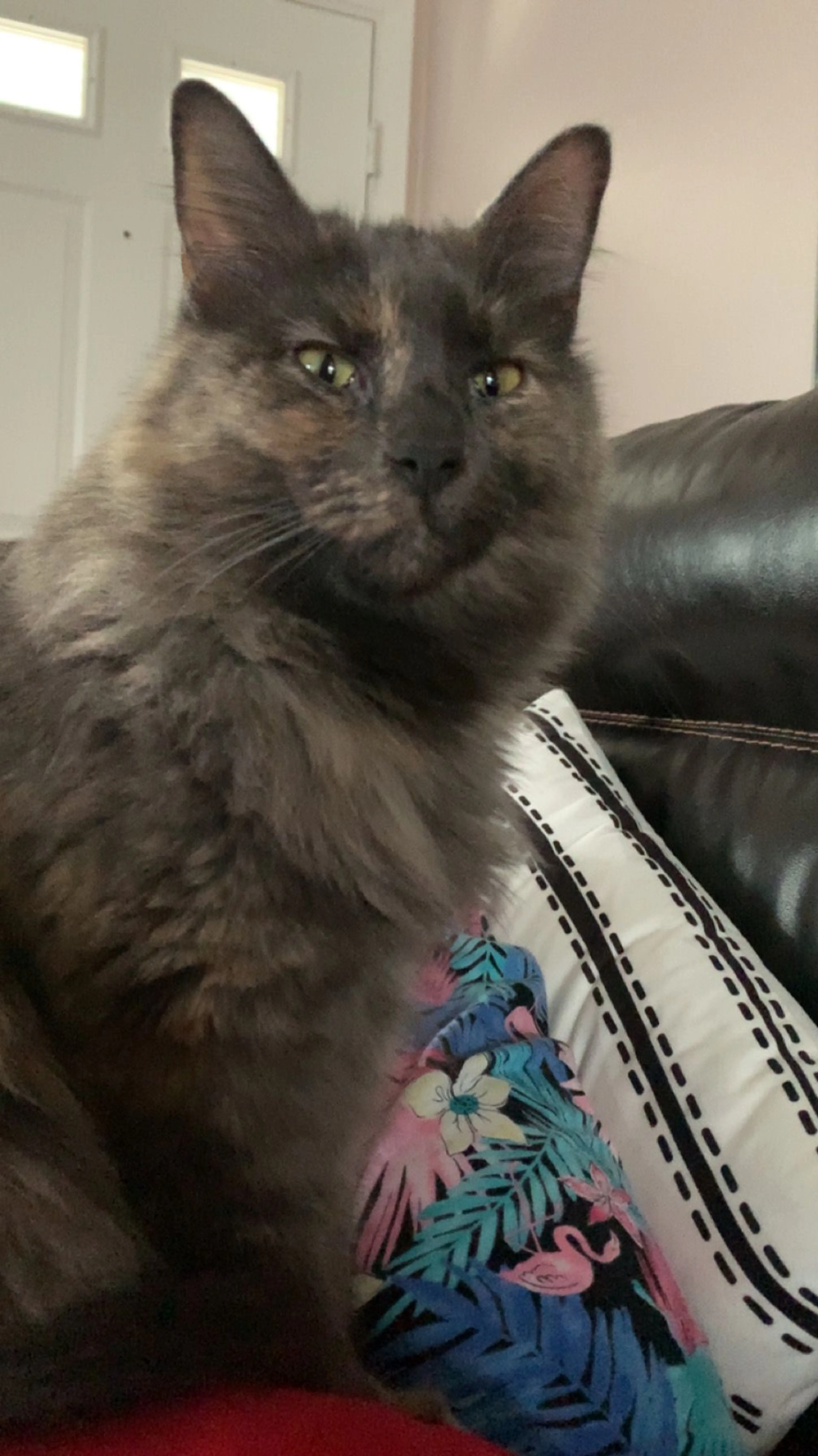 Lost pet-3