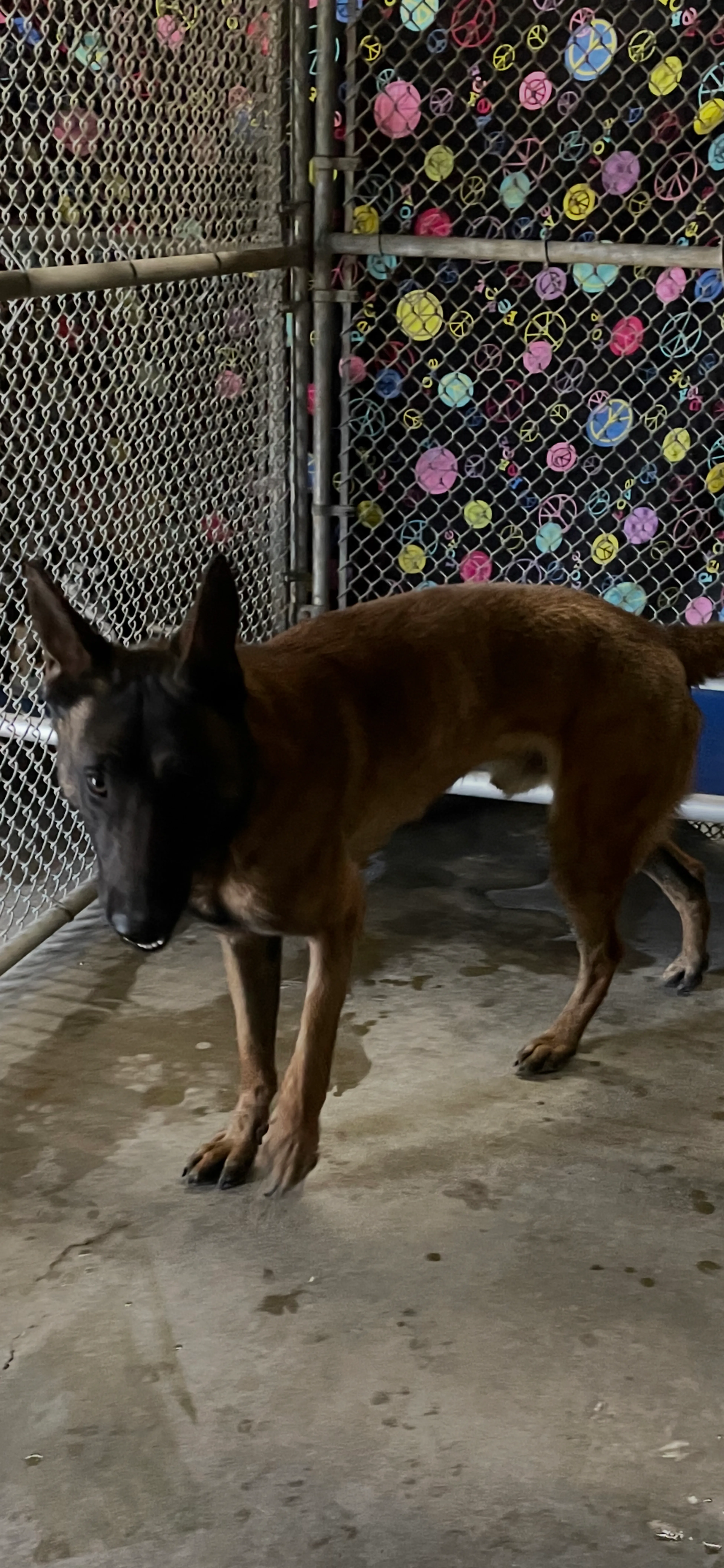 Found pet