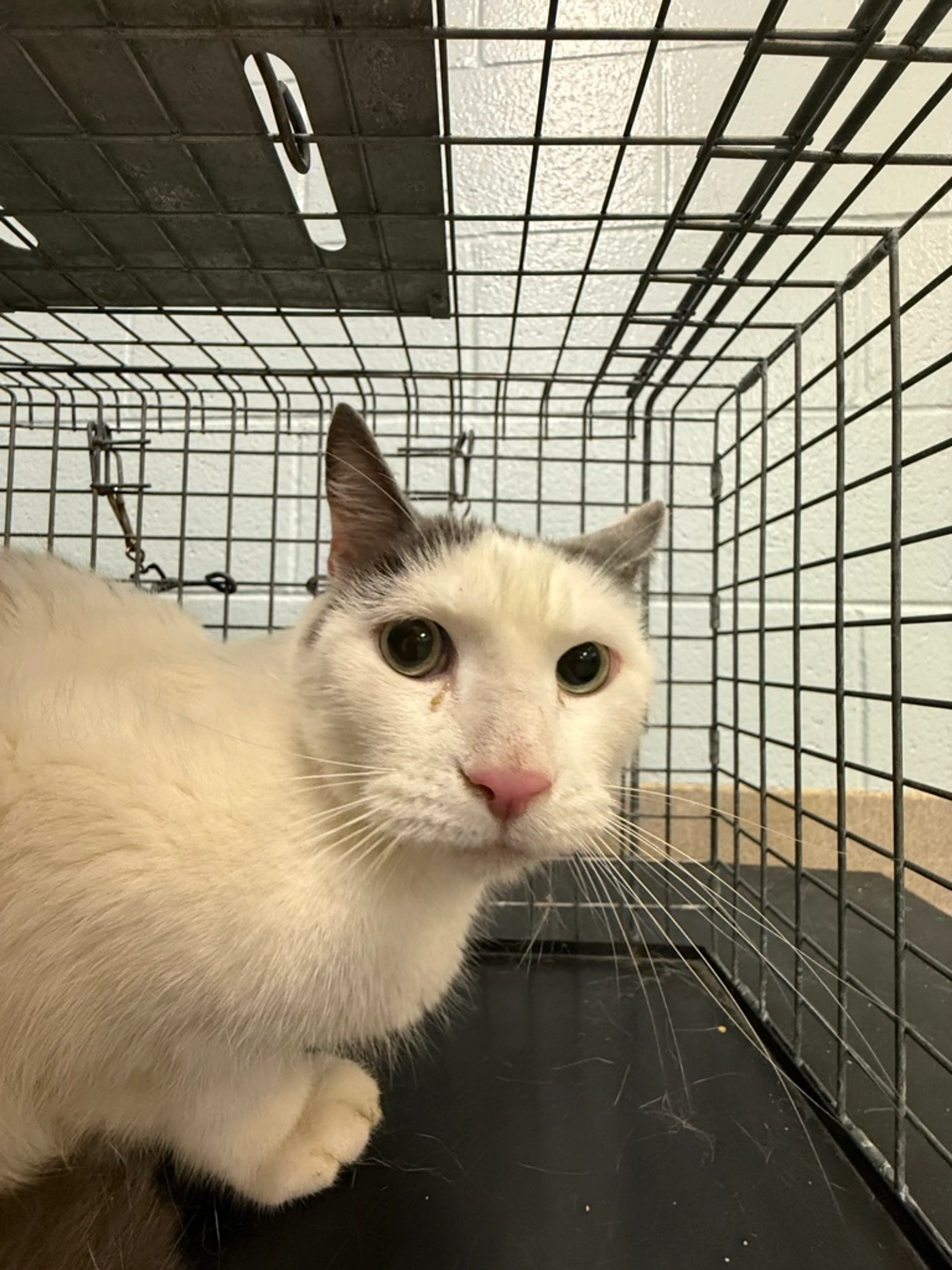 Found pet