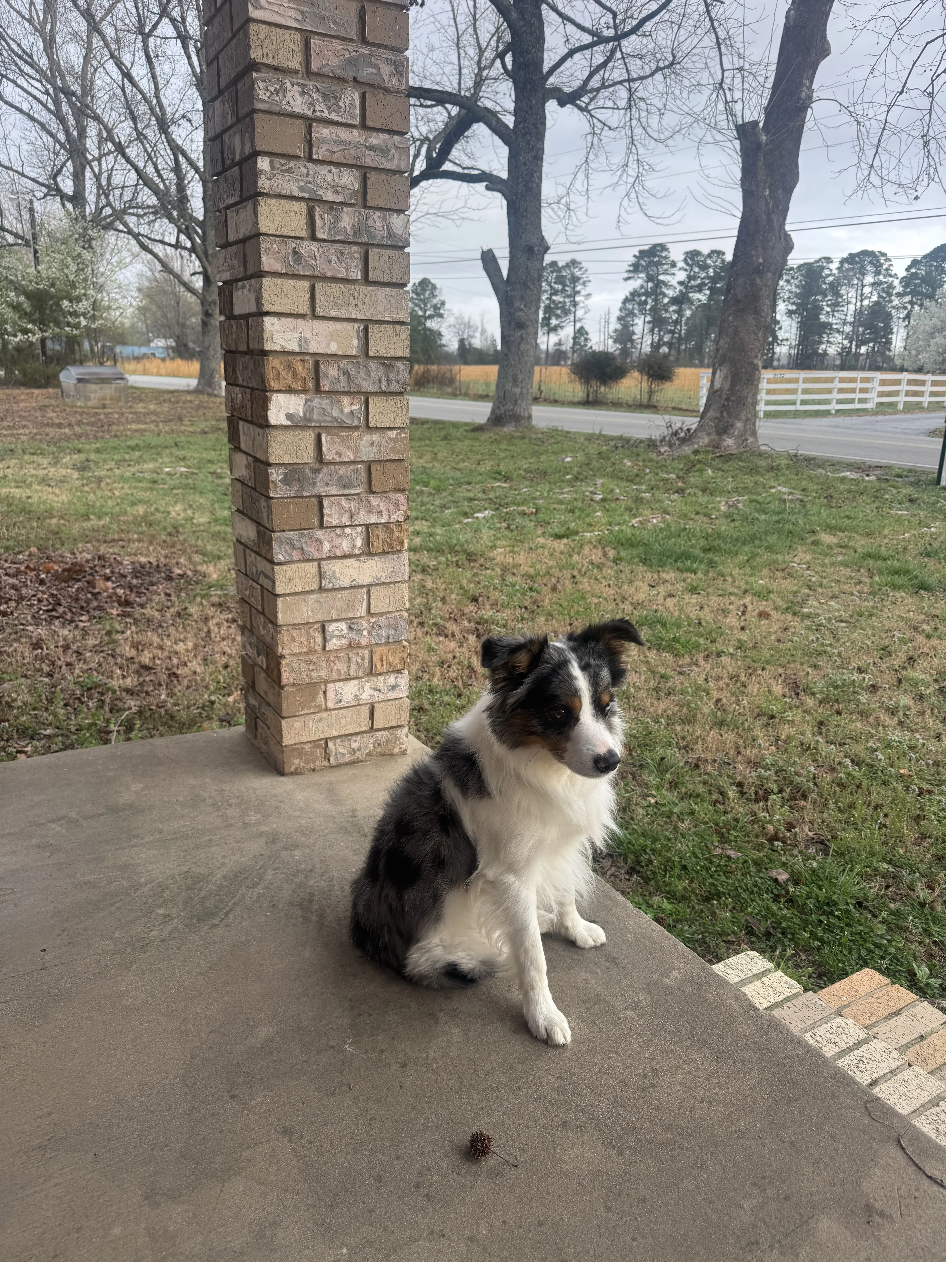 Lost pet-1