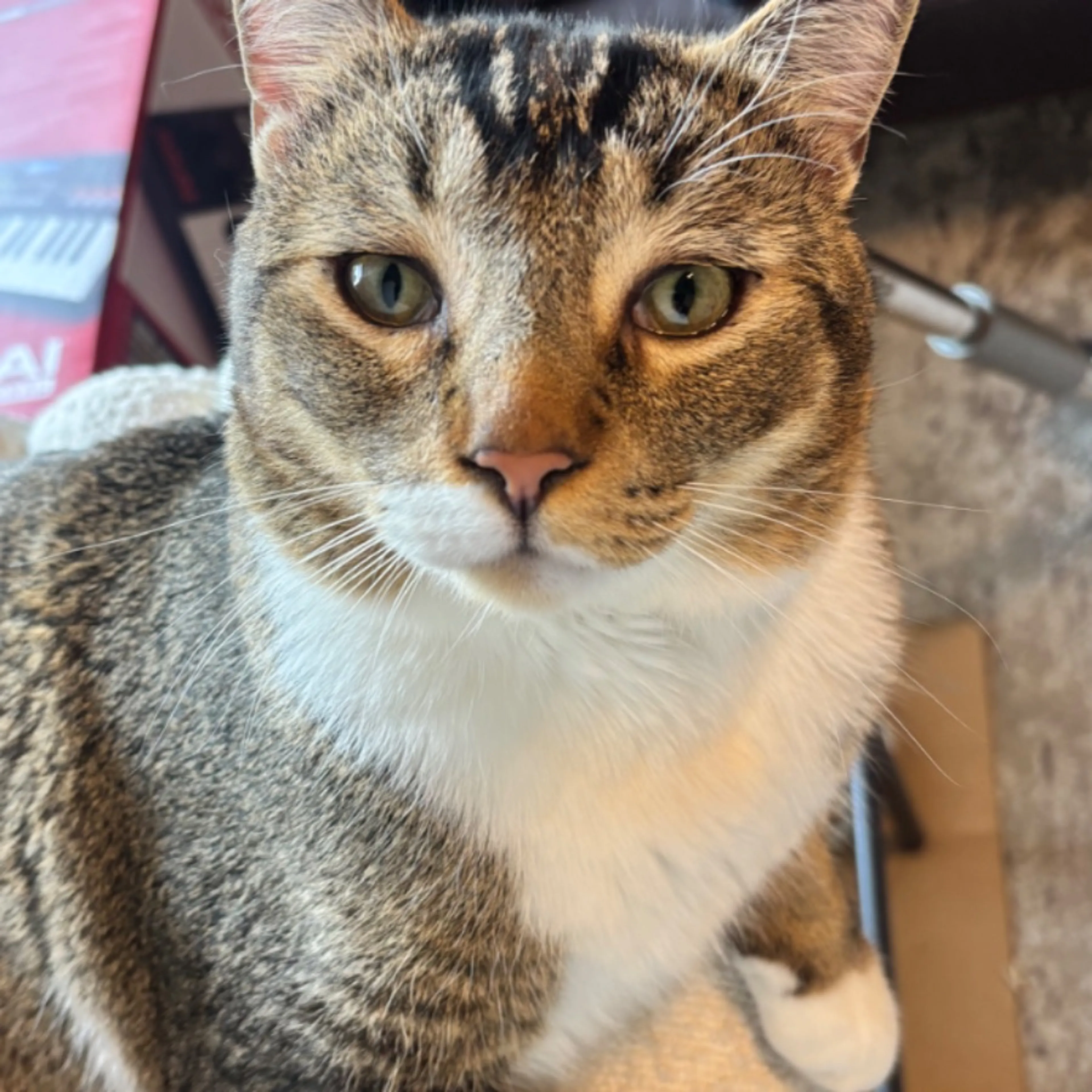 Lost pet