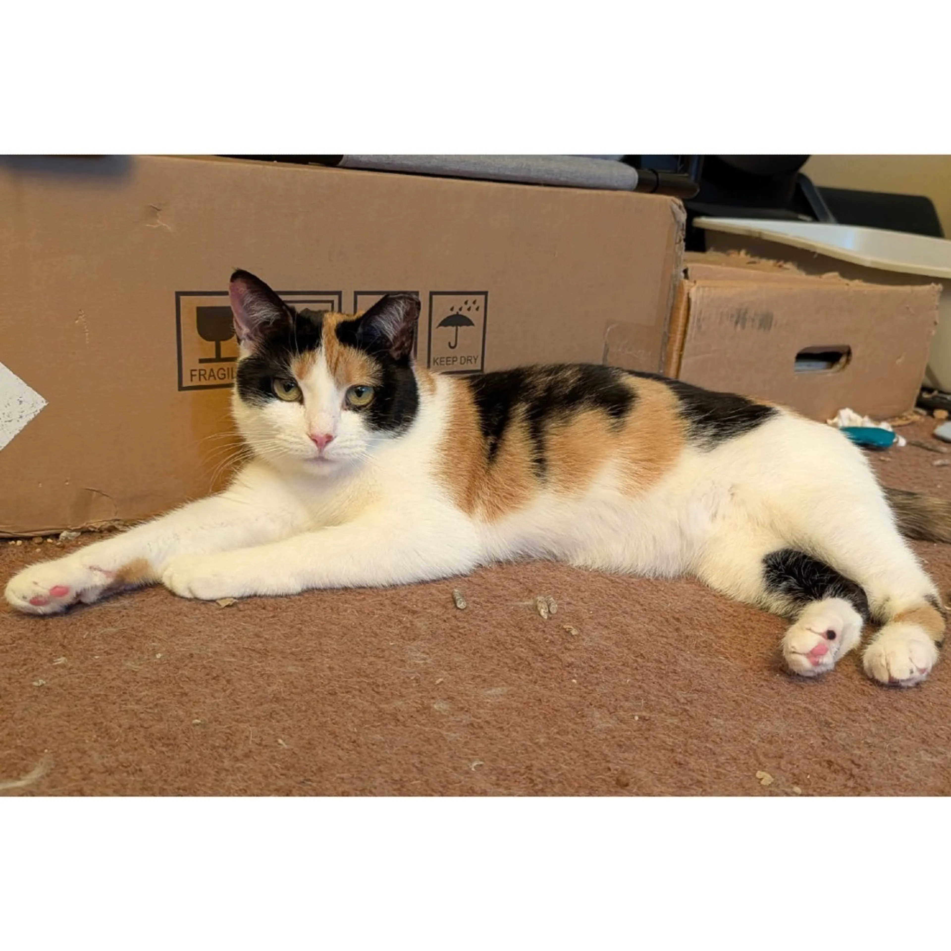 Found pet