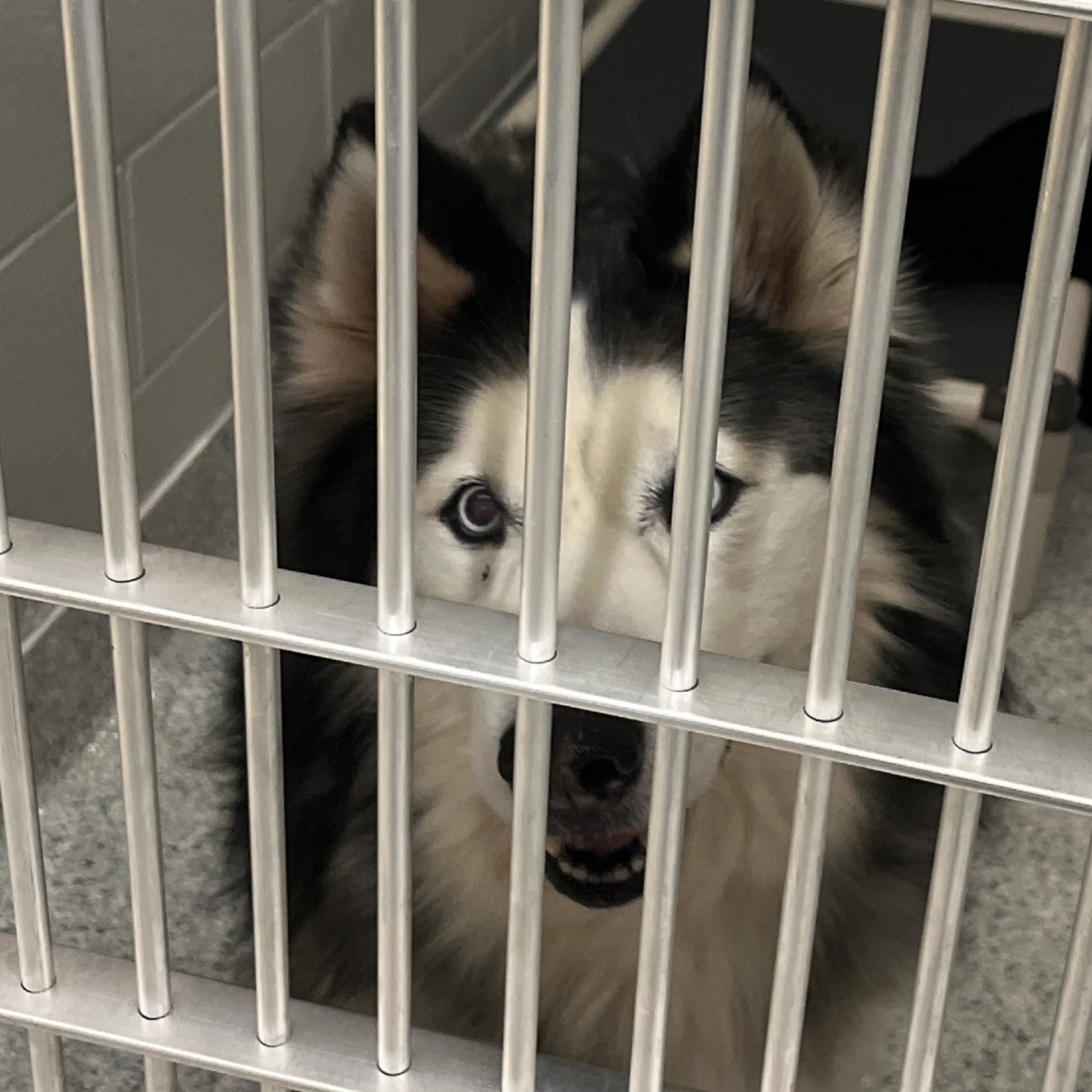 Found pet-1