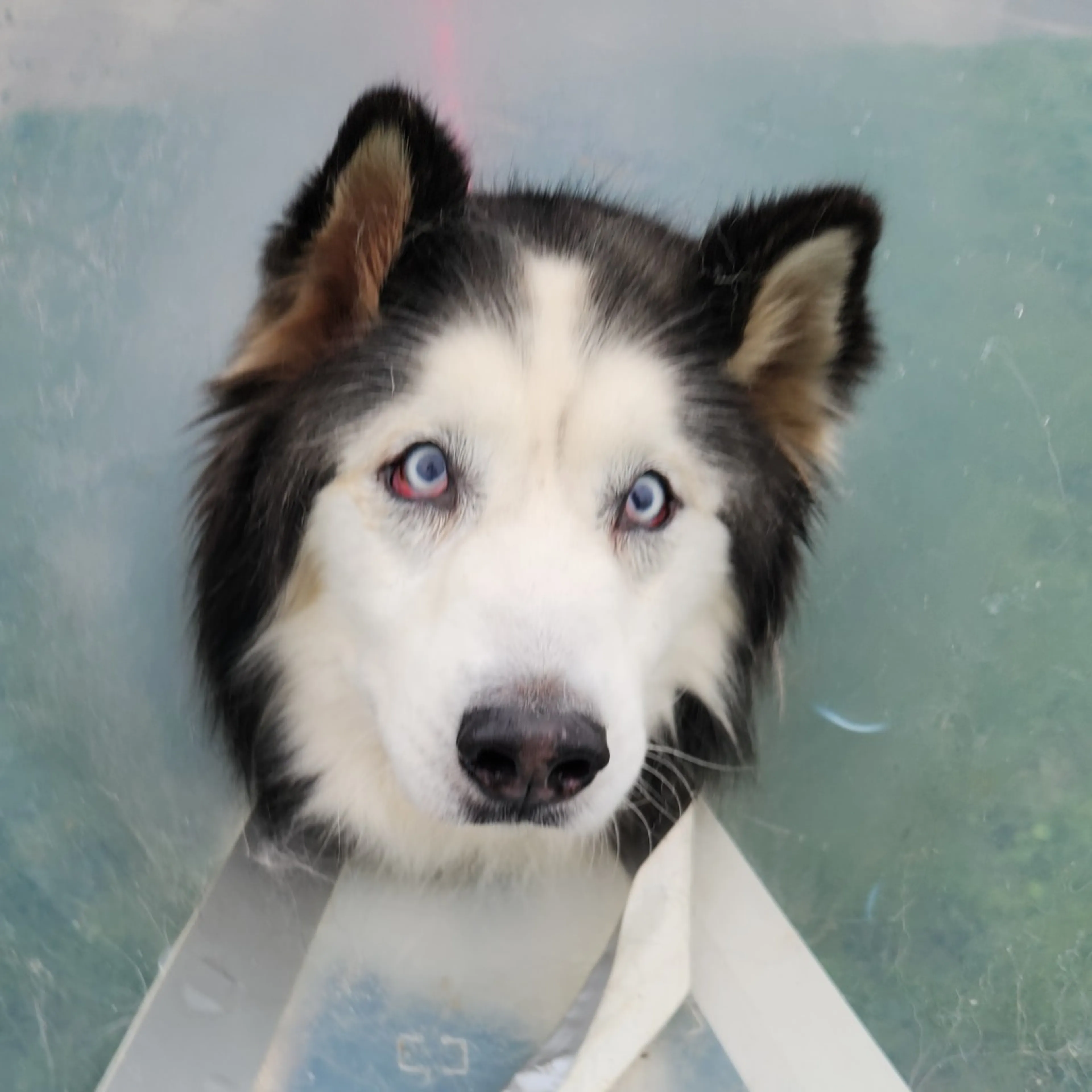 Found pet-2