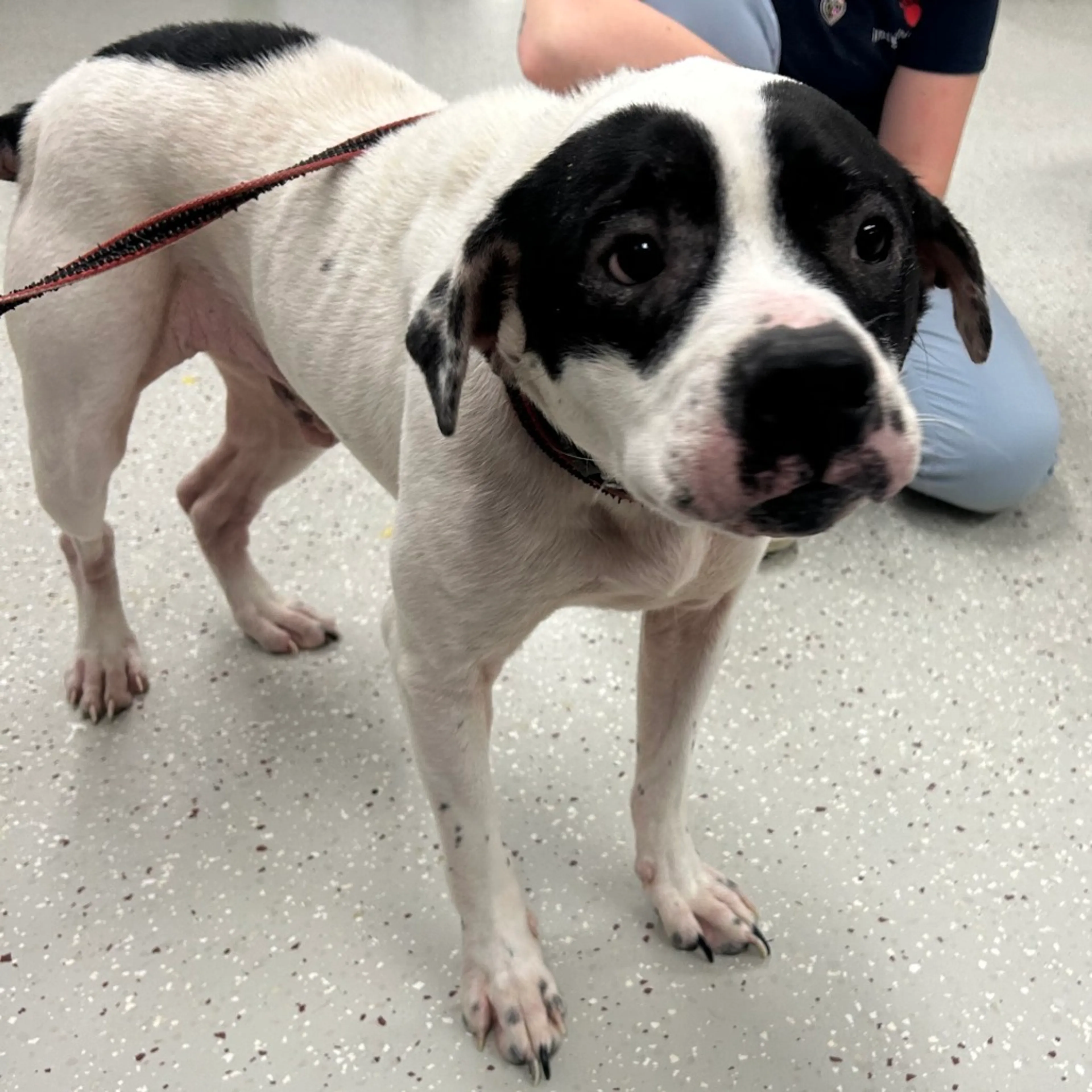 Found pet-2
