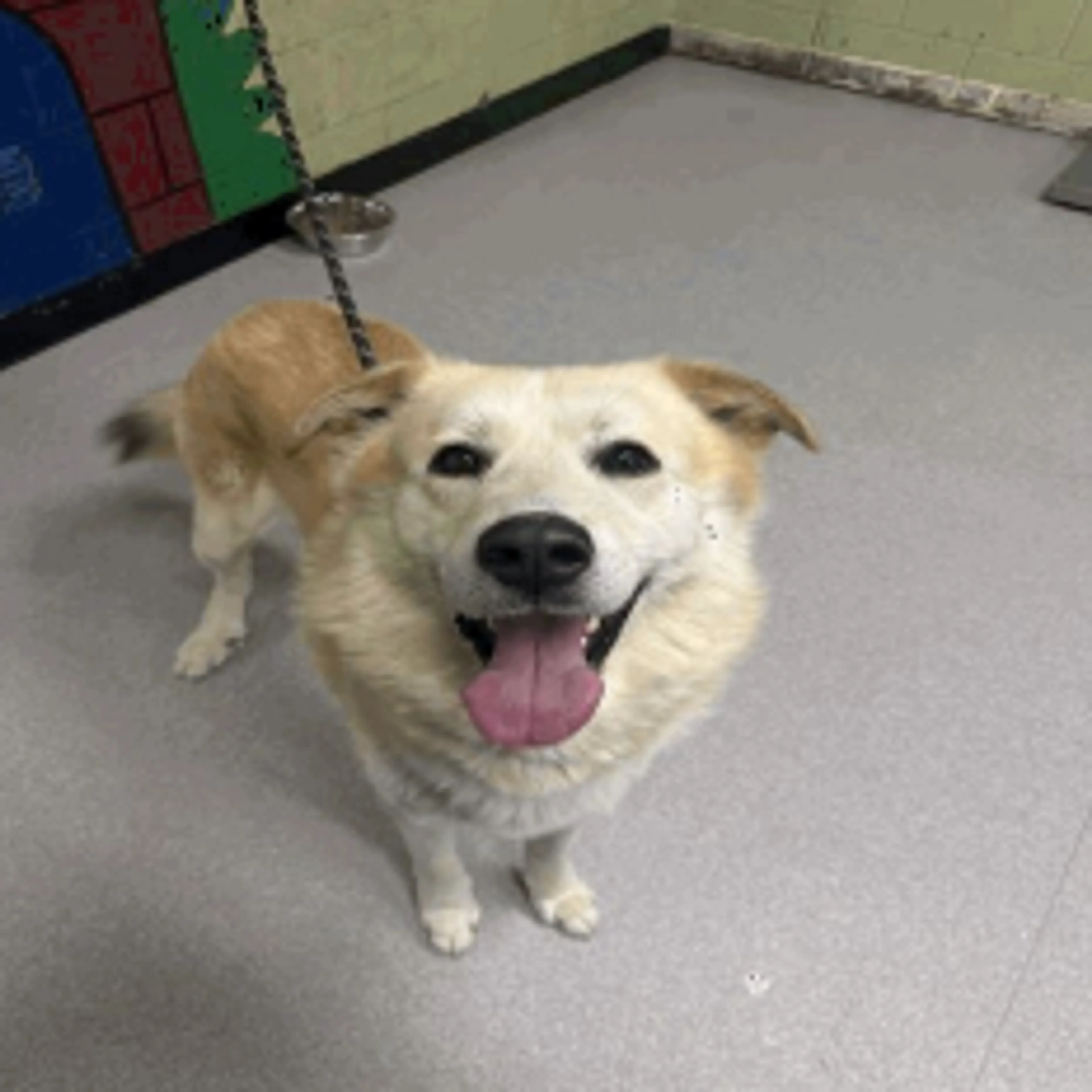Found pet-1