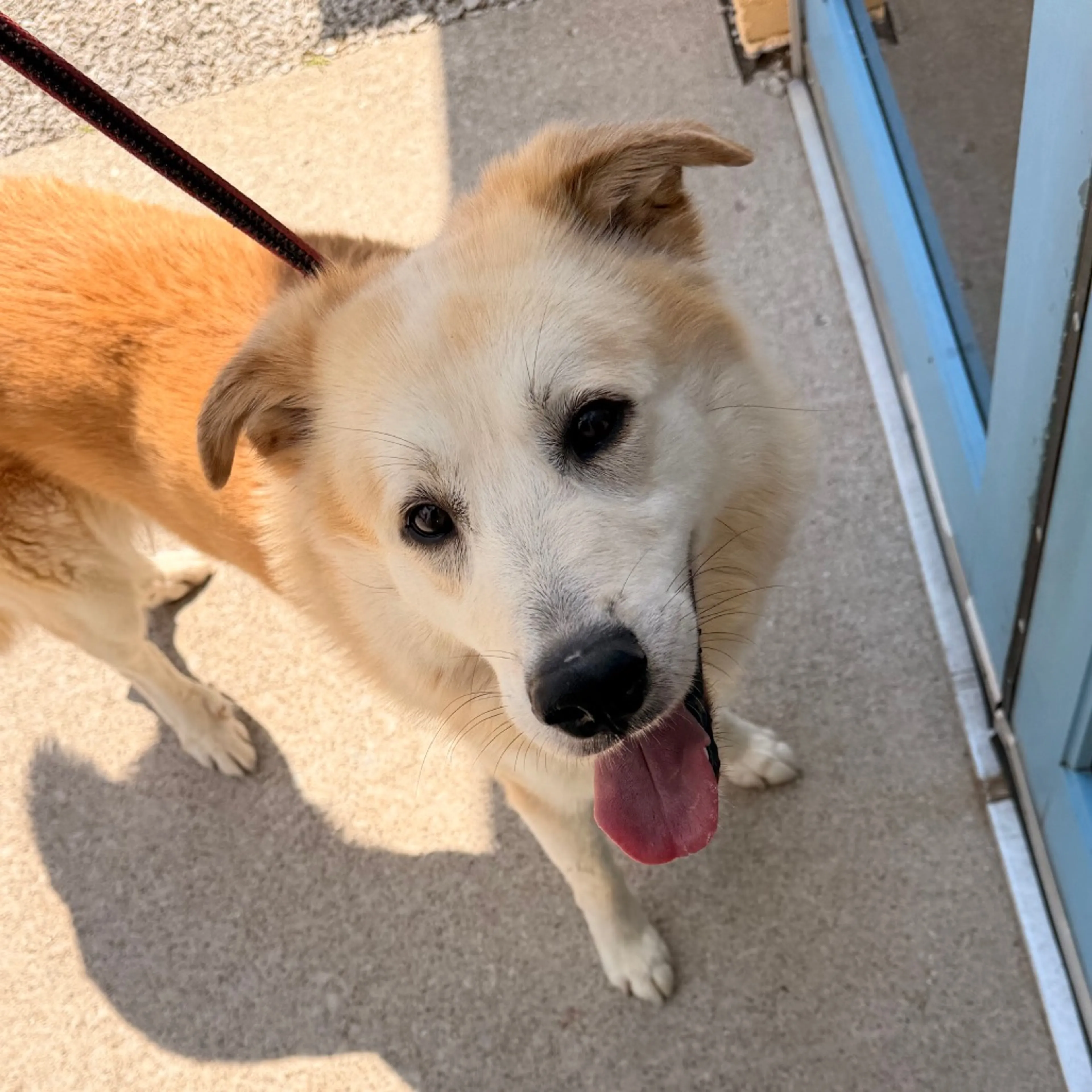 Found pet-2