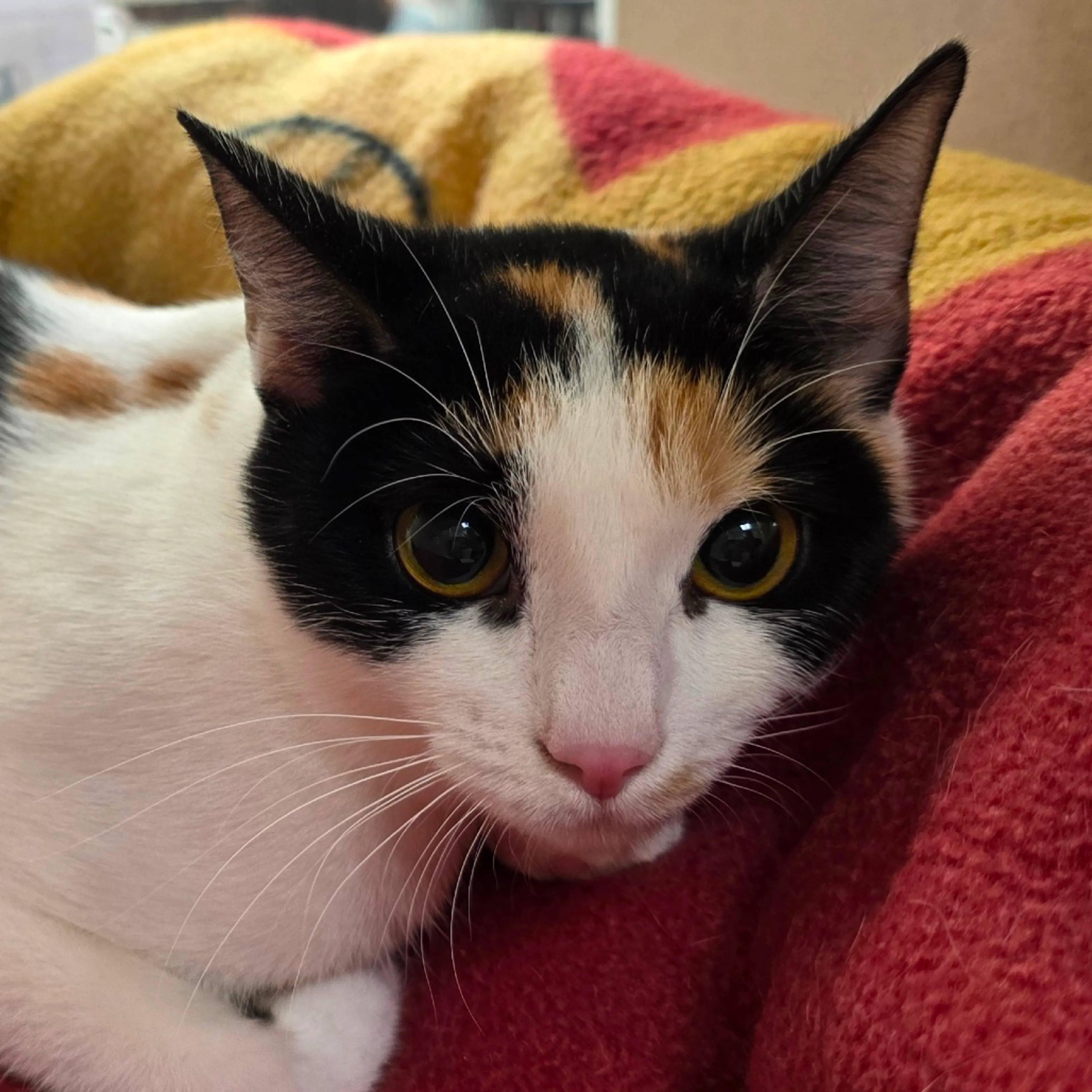 Found pet-1