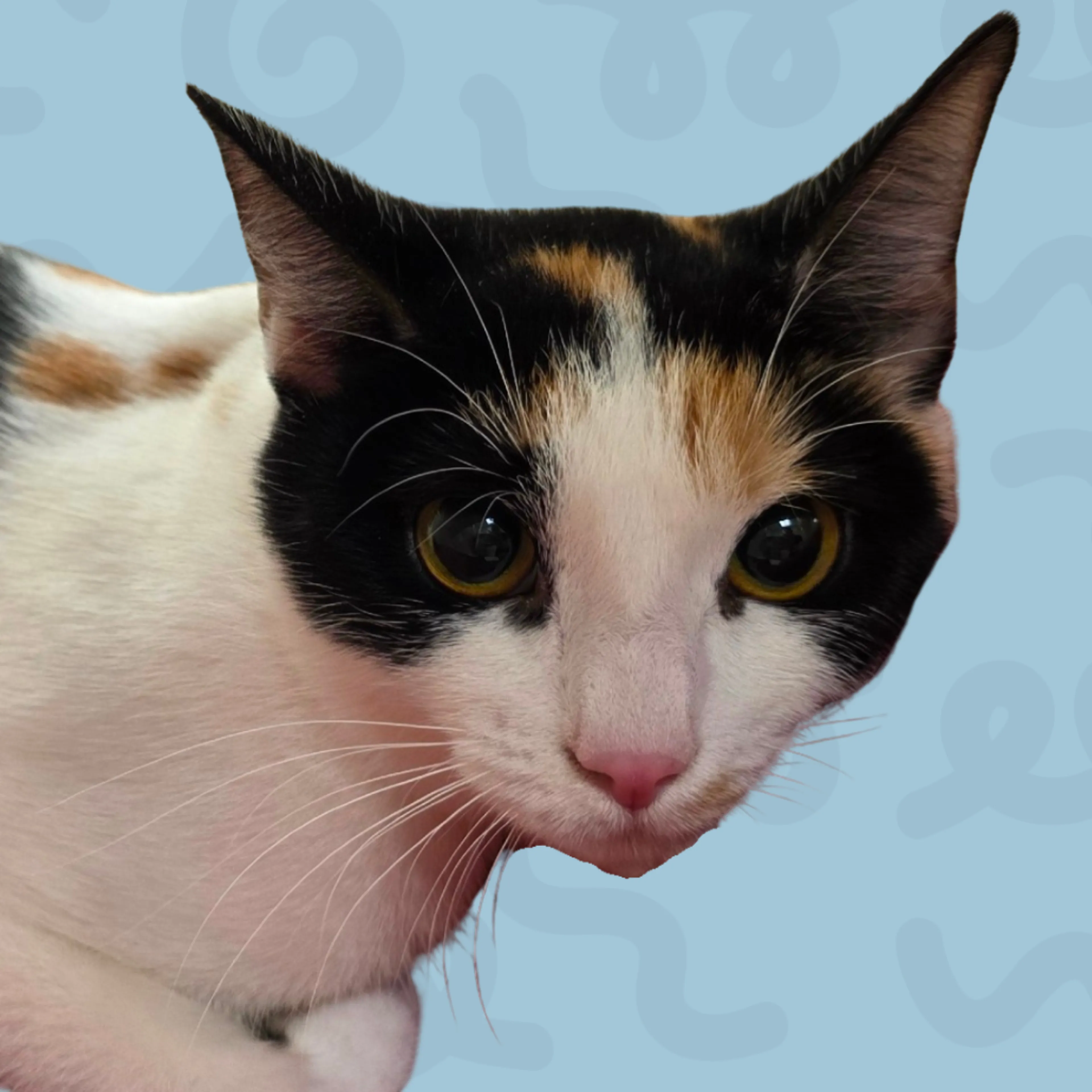 Found pet-0