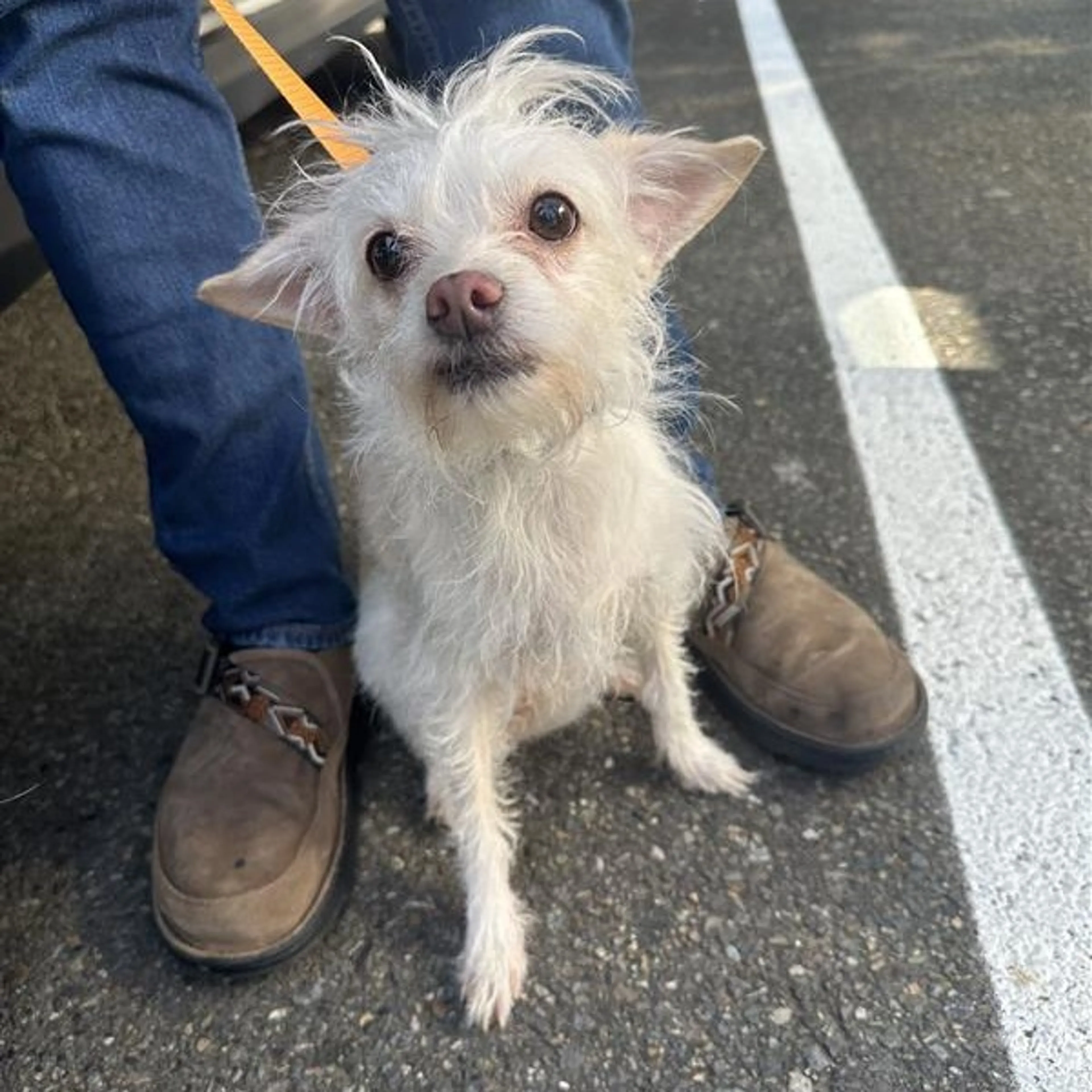 Found pet