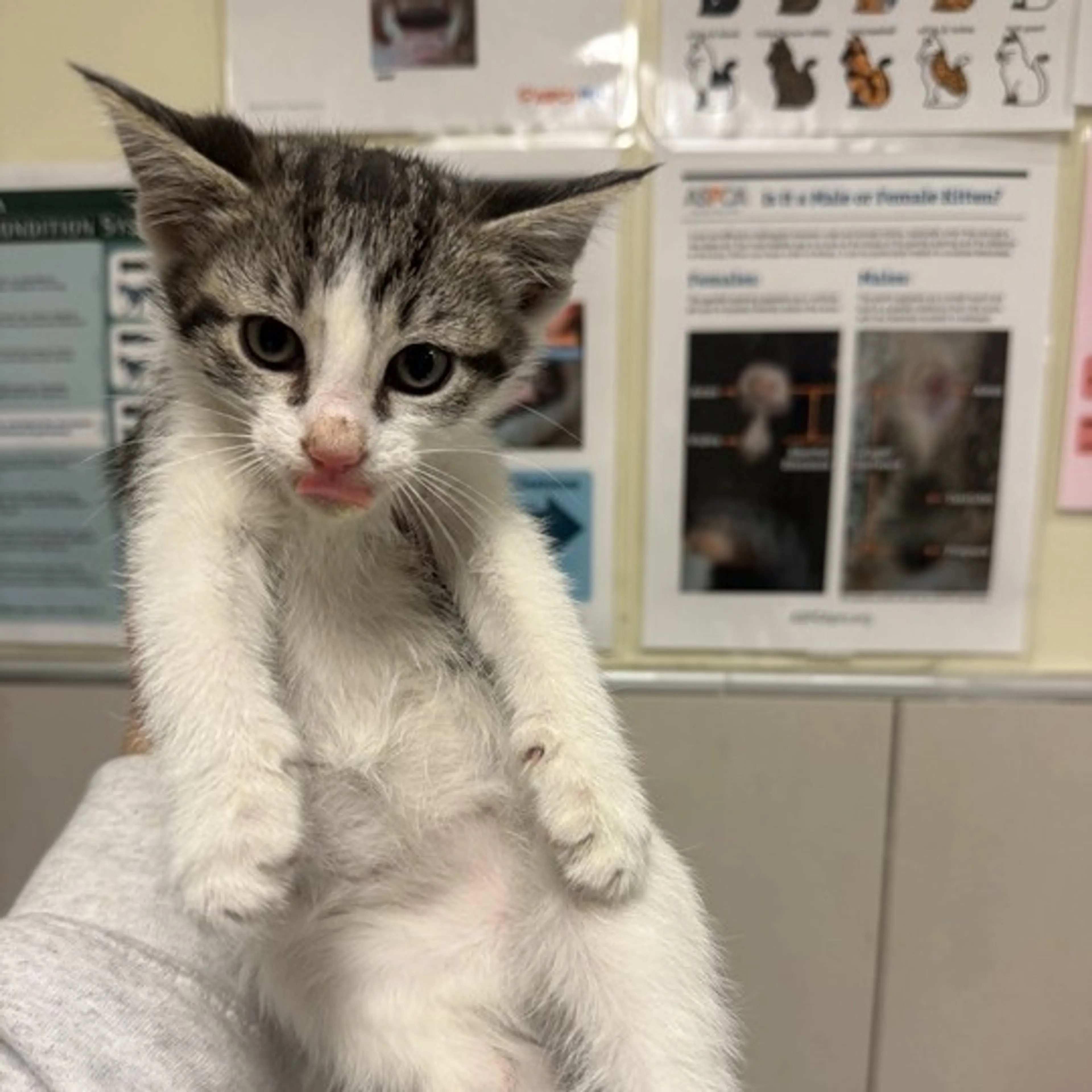 Found pet