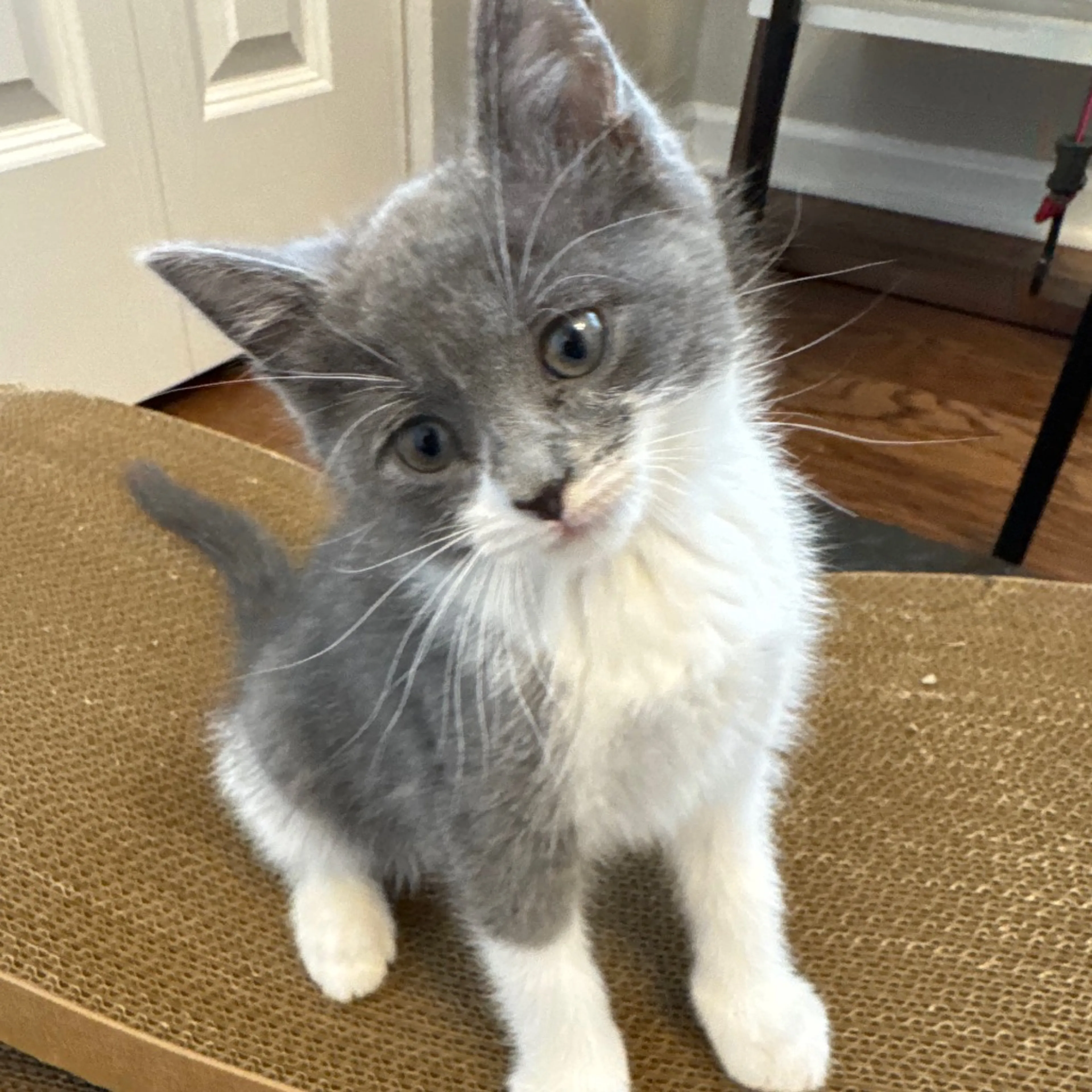 Found pet-2