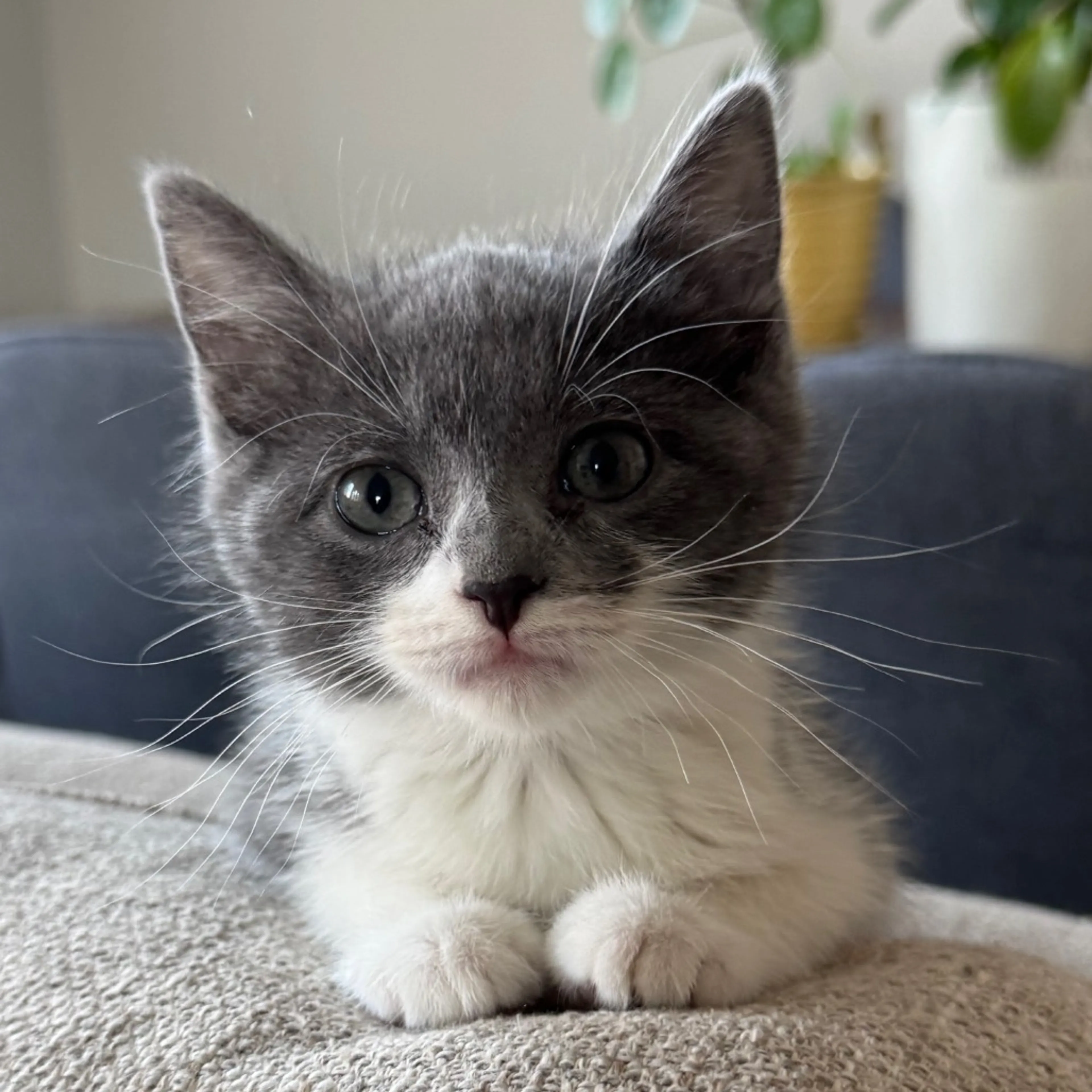 Found pet-0