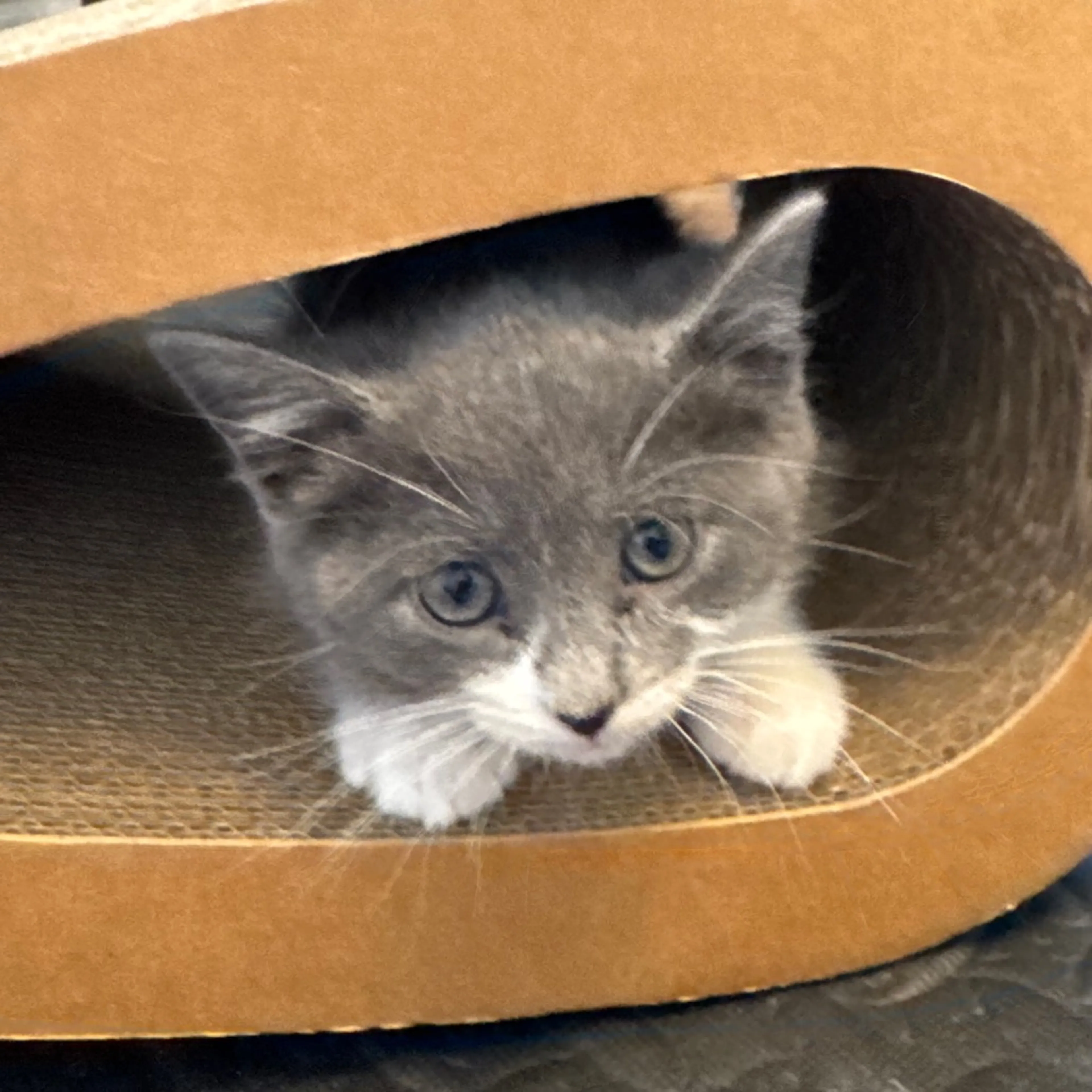 Found pet-1