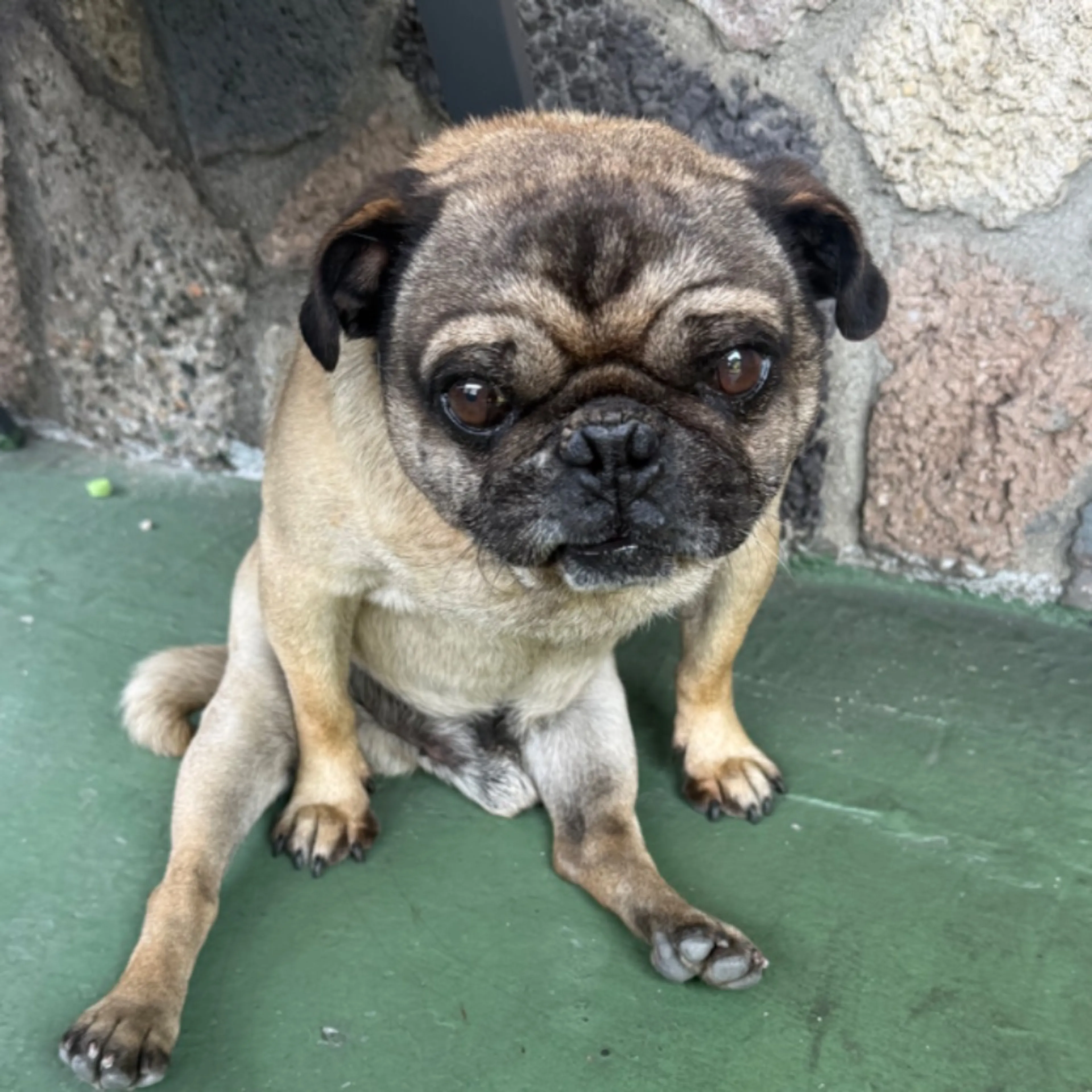 Found pet