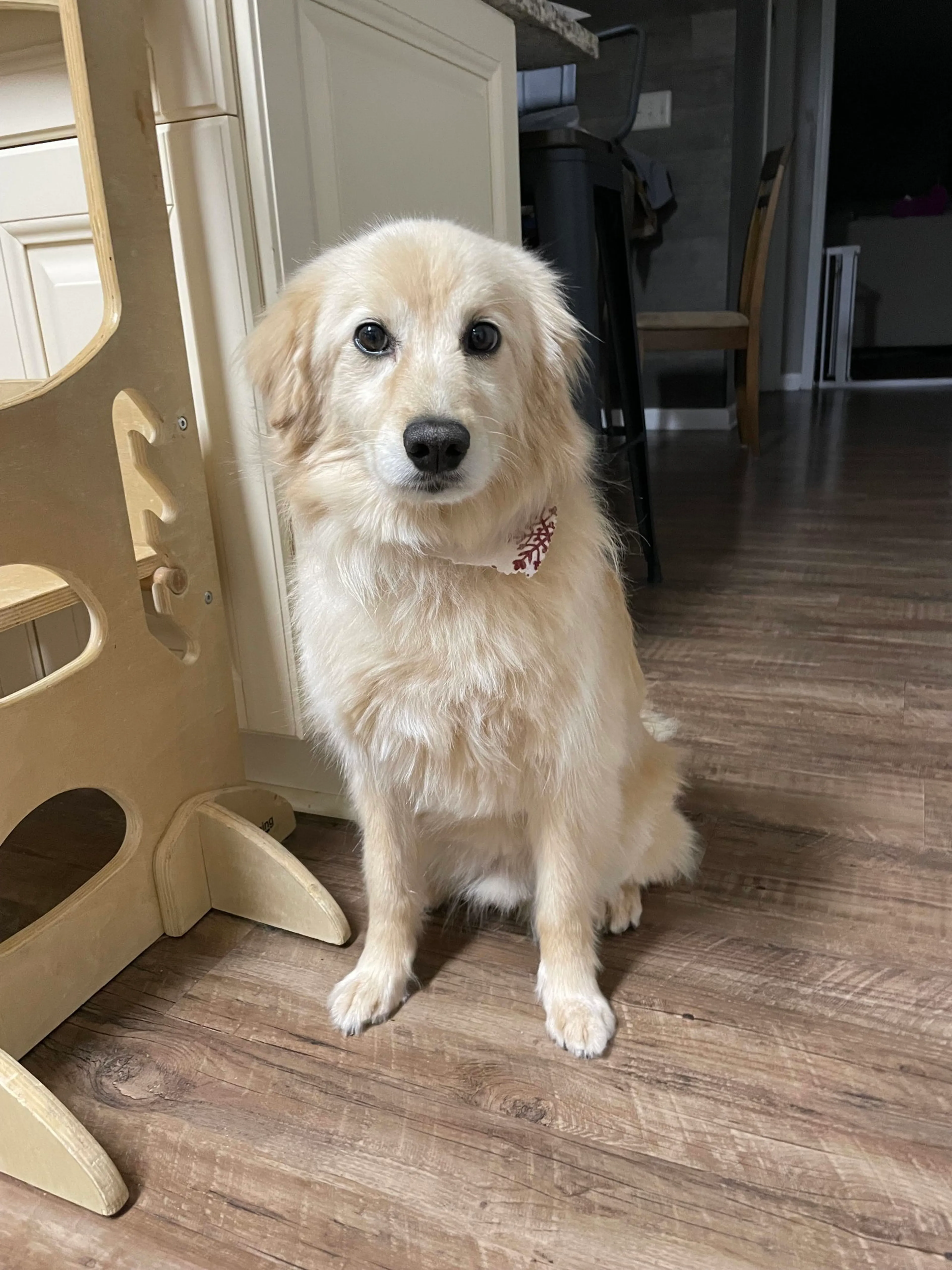 Found pet-0