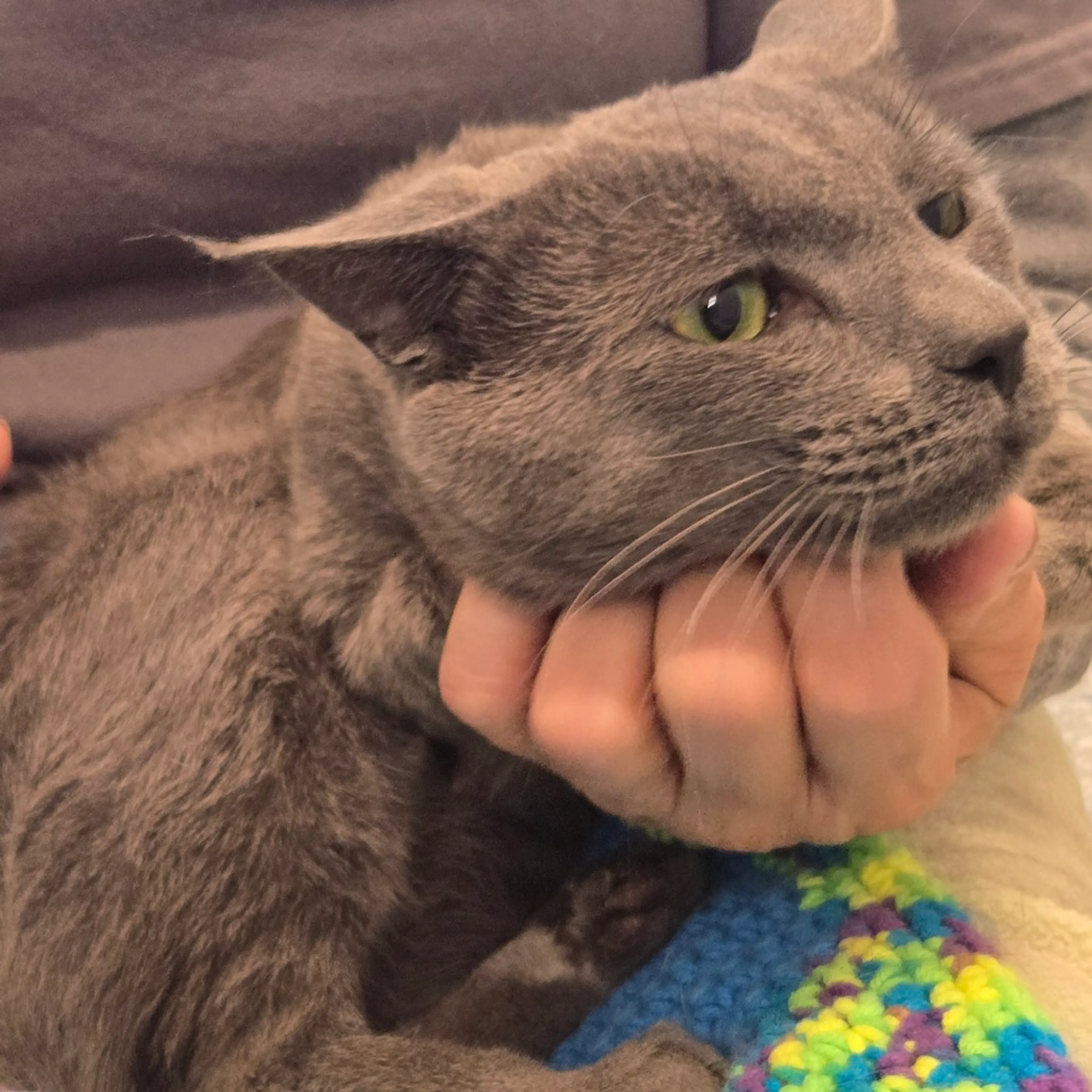 Found pet-3