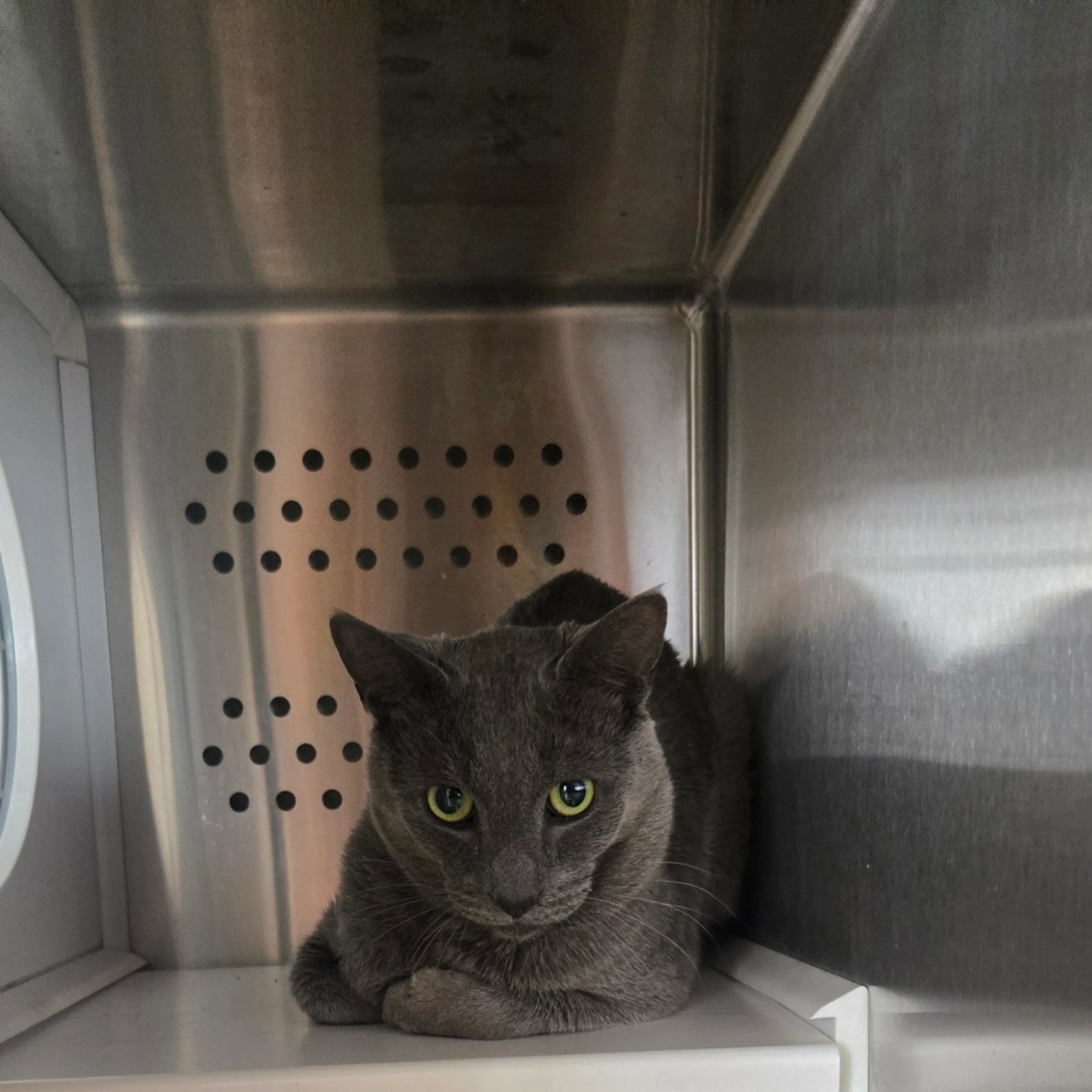 Found pet-2