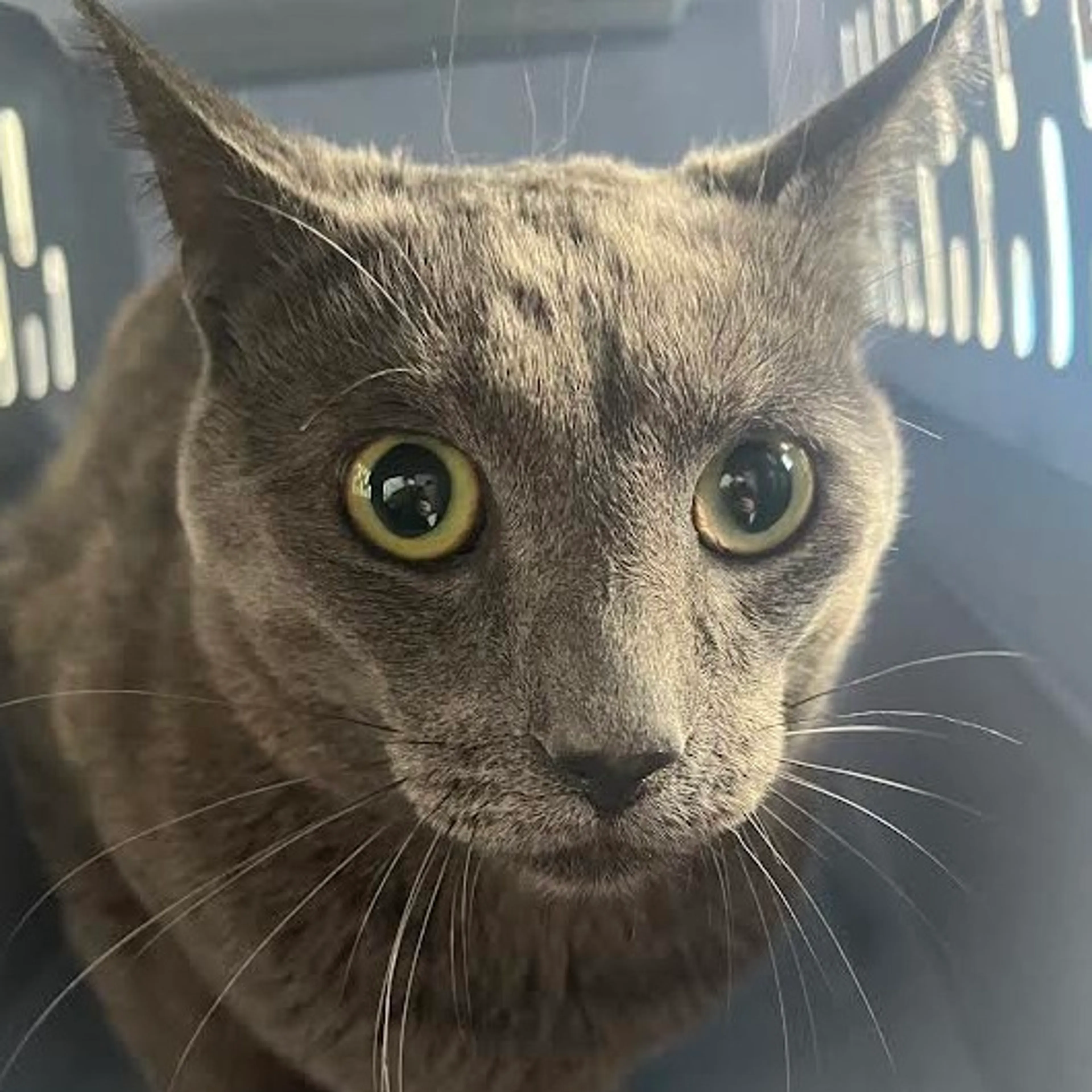 Found pet-1