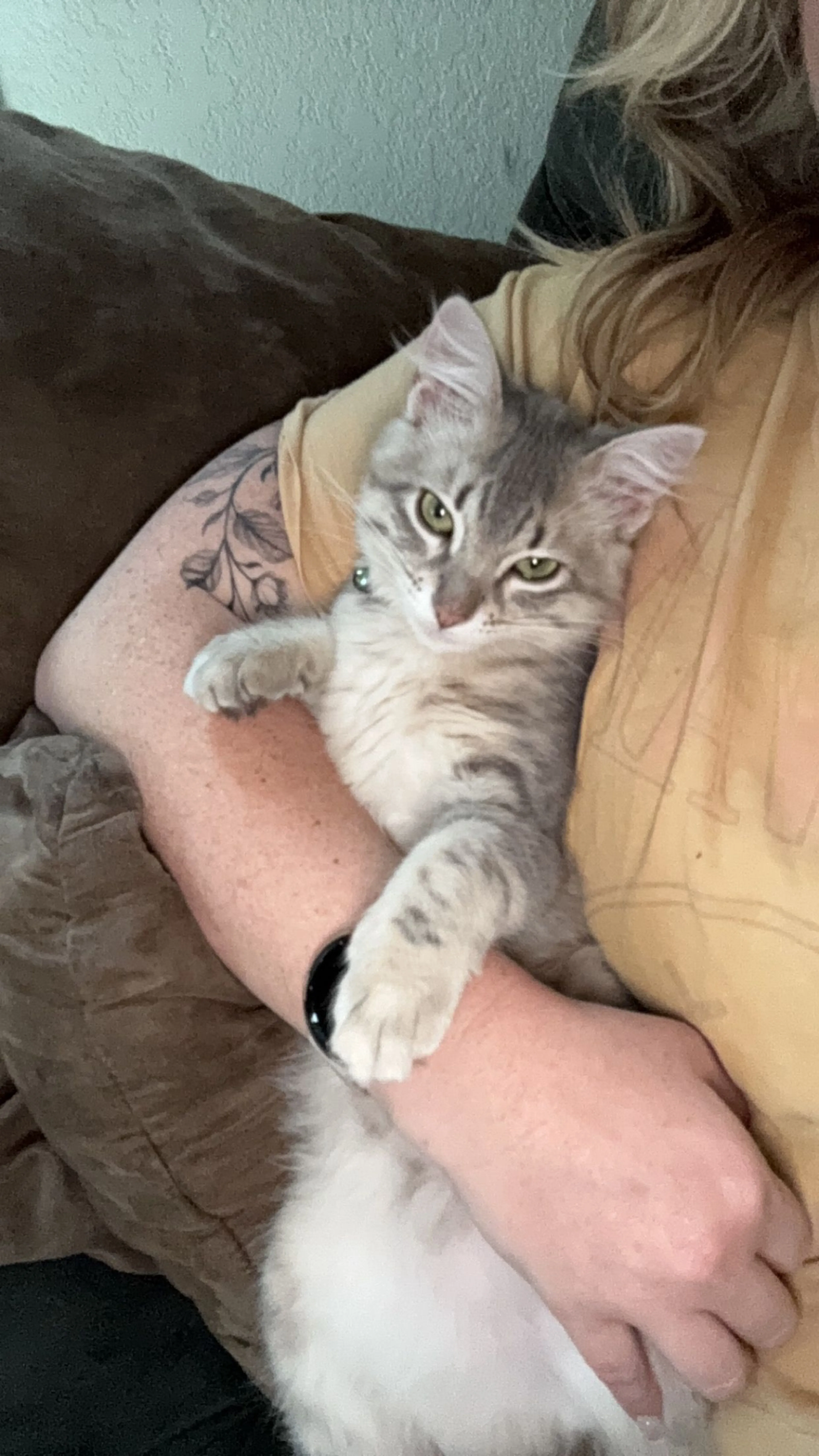 Lost pet